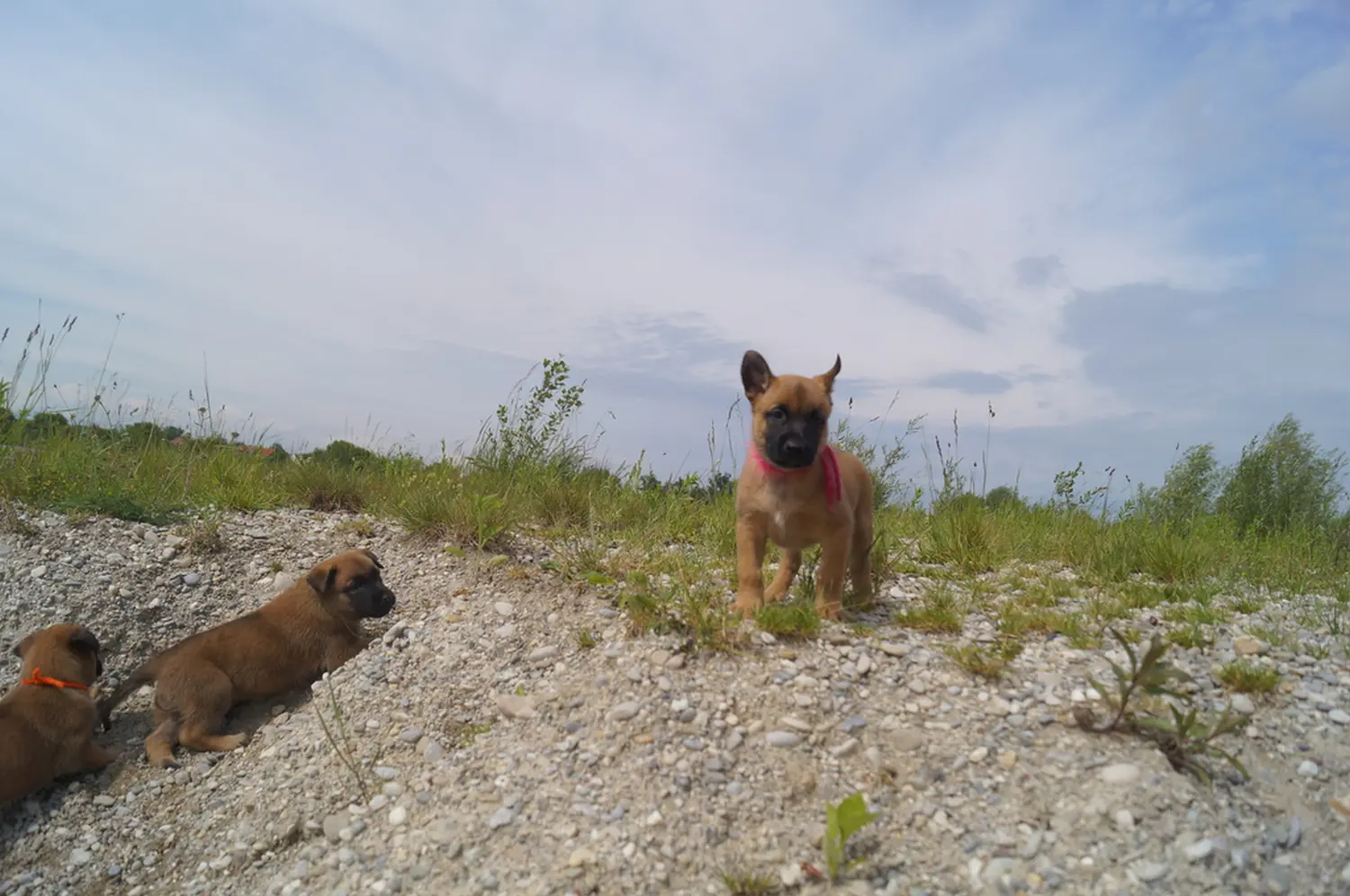 Welpe Stormcaller´s Workingdogs