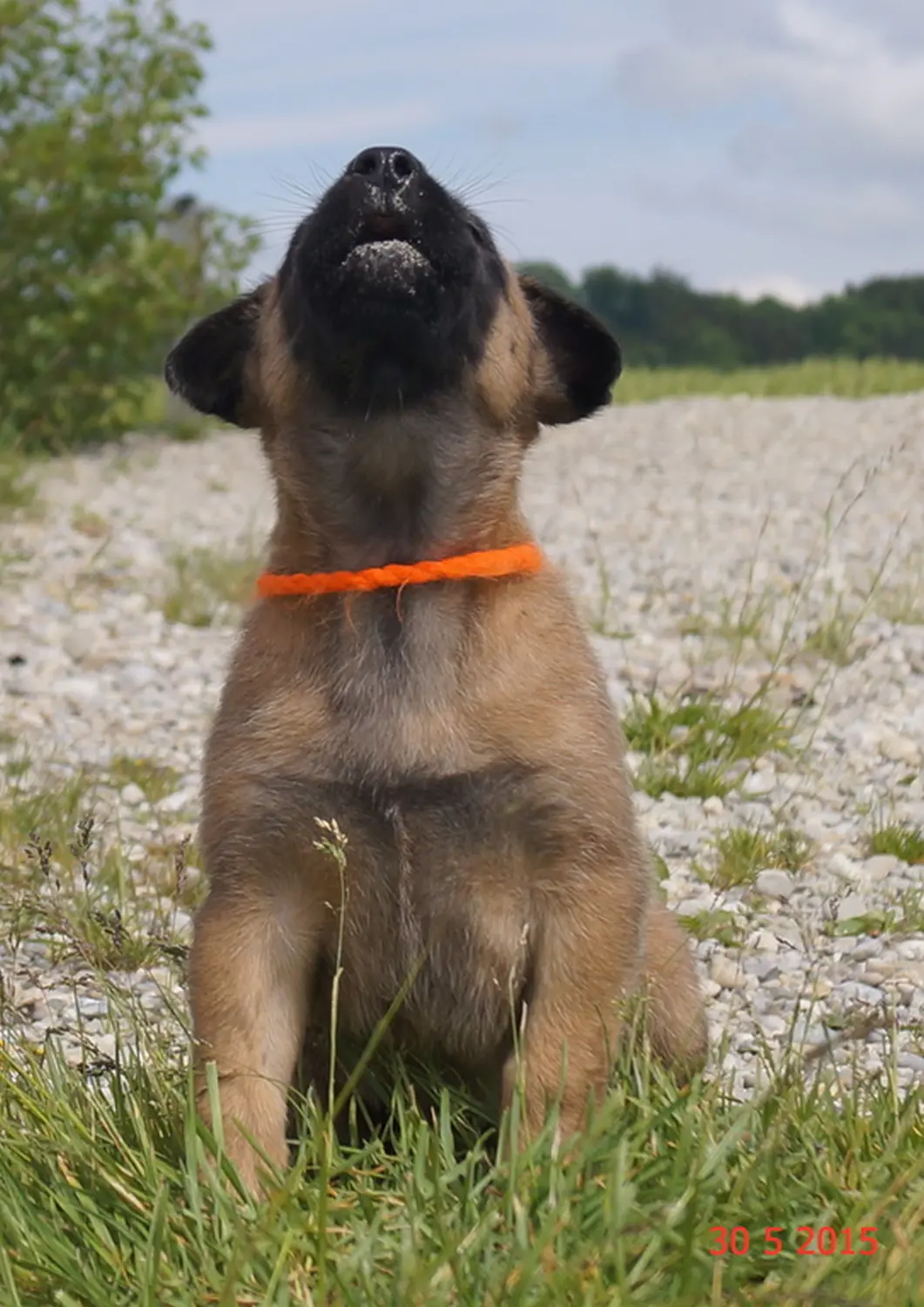 Welpe Stormcaller´s Workingdogs