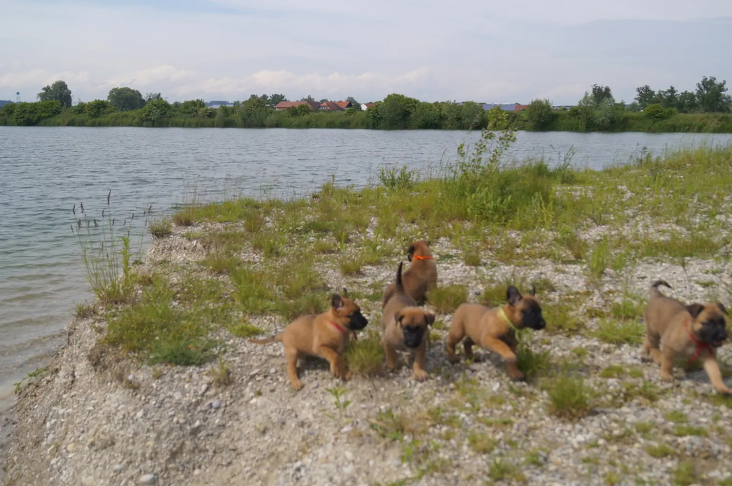 Welpe Stormcaller´s Workingdogs