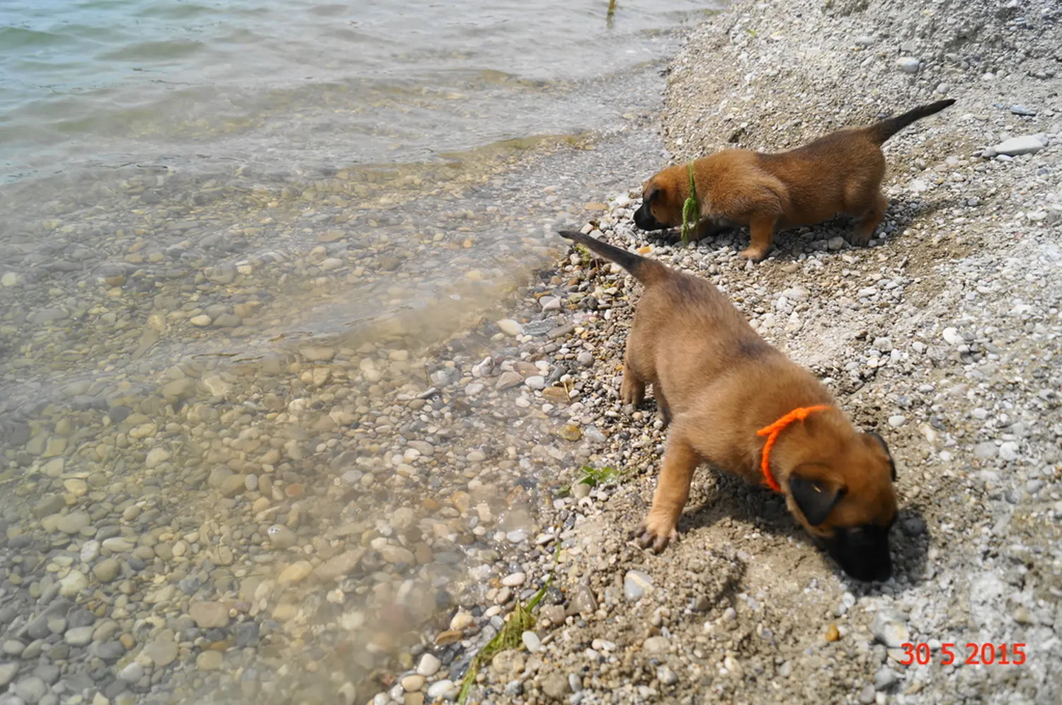 Welpe Stormcaller´s Workingdogs