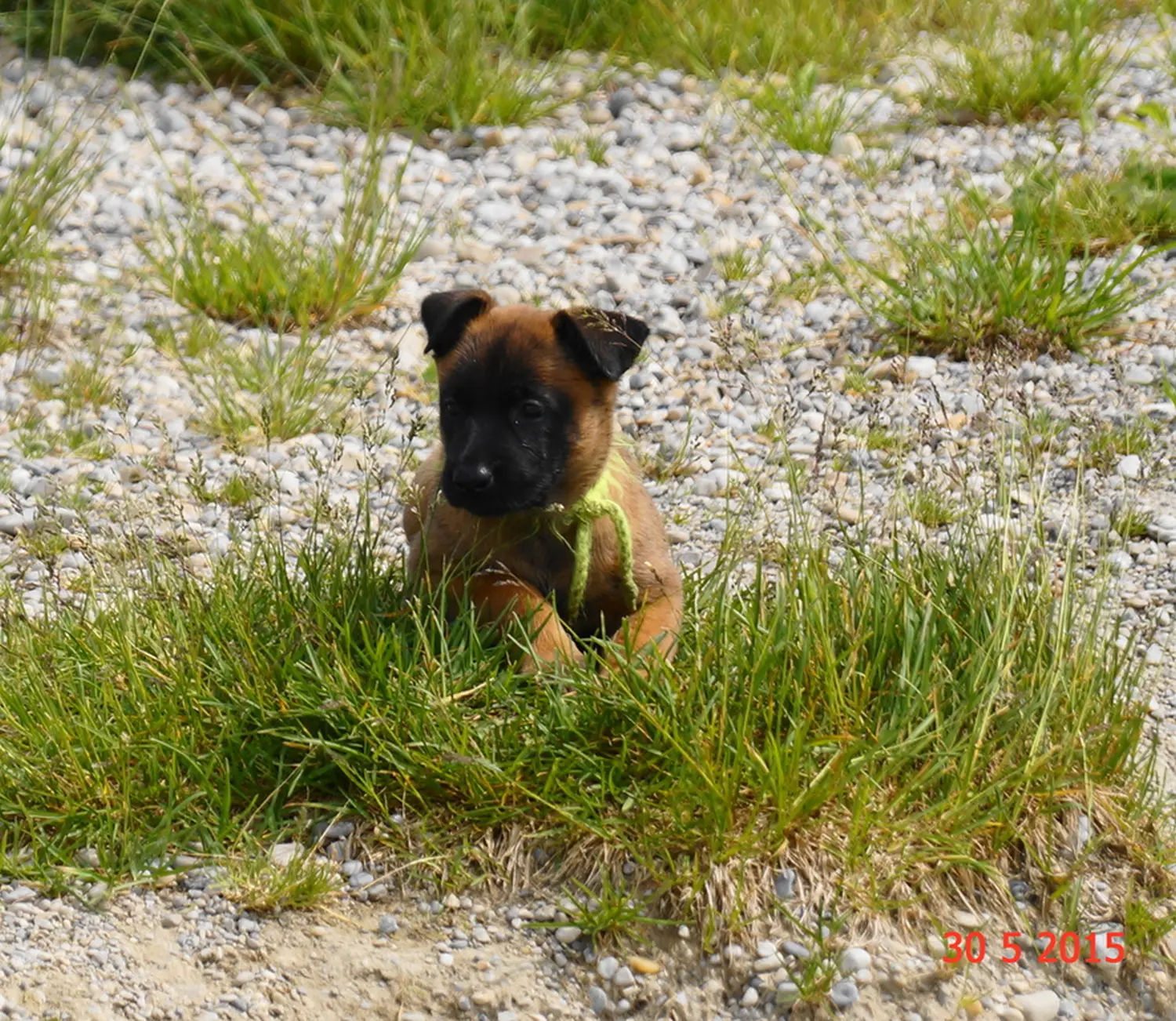 Welpe Stormcaller´s Workingdogs