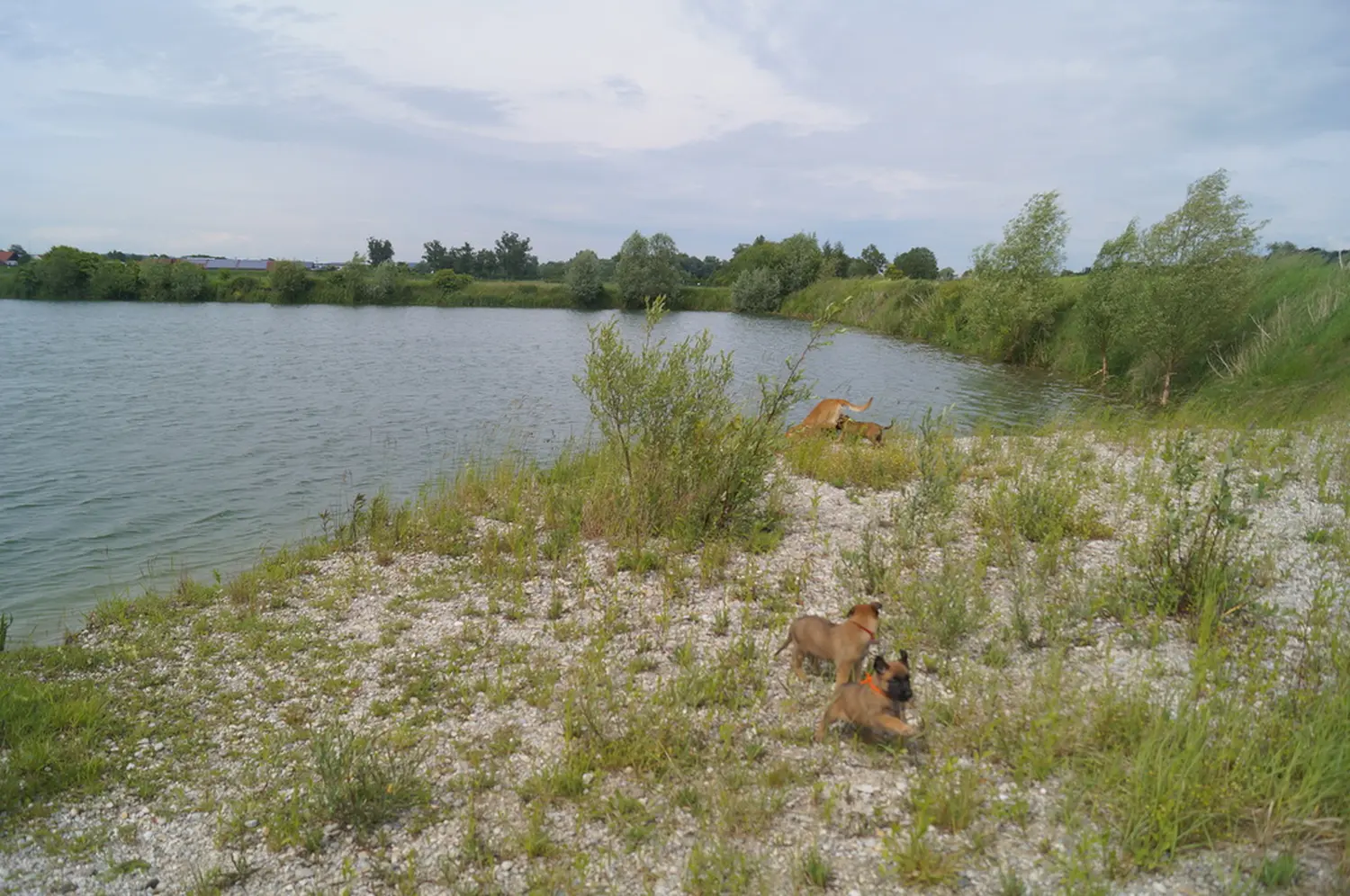 Welpe Stormcaller´s Workingdogs