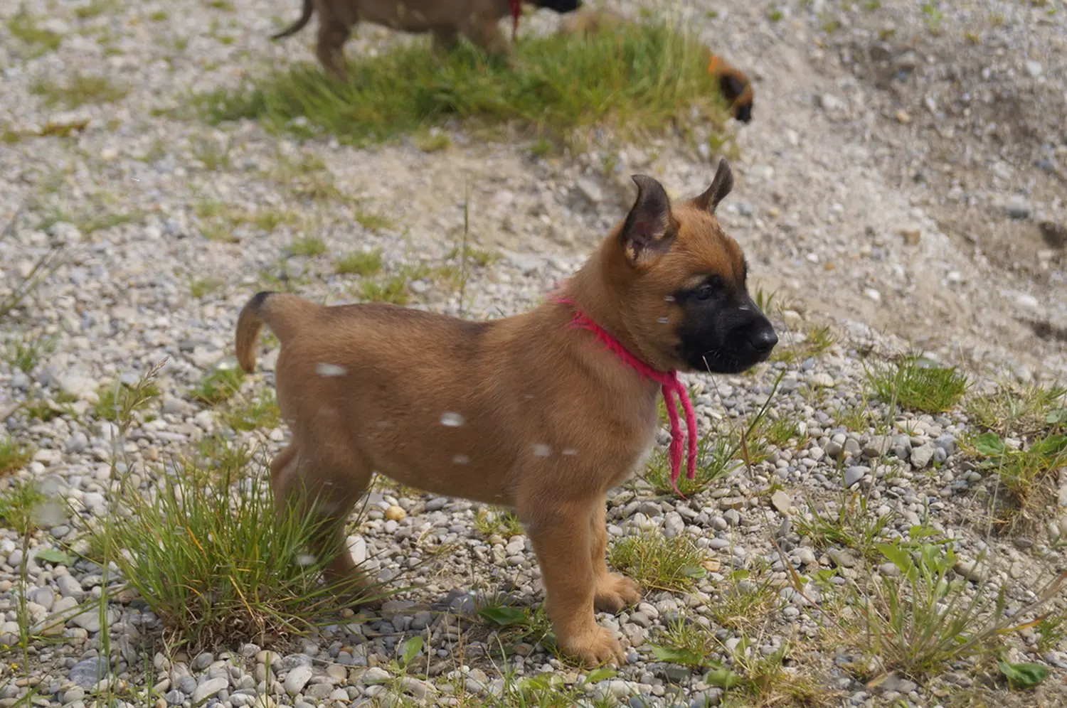 Welpe Stormcaller´s Workingdogs