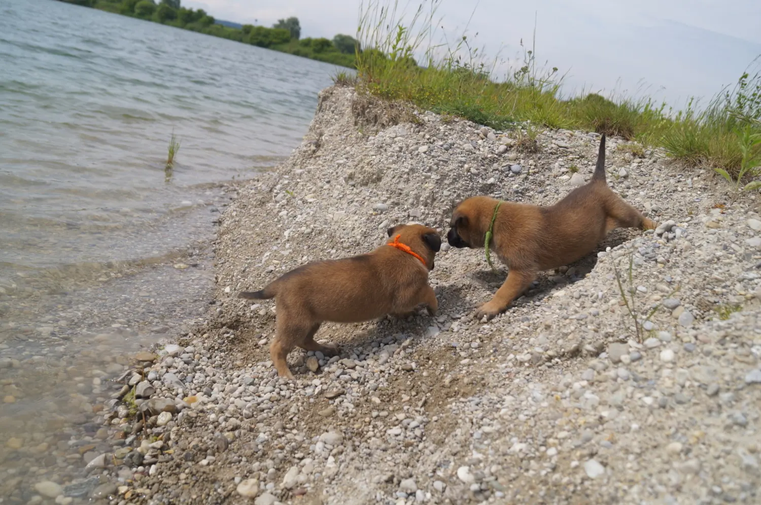 Welpe Stormcaller´s Workingdogs