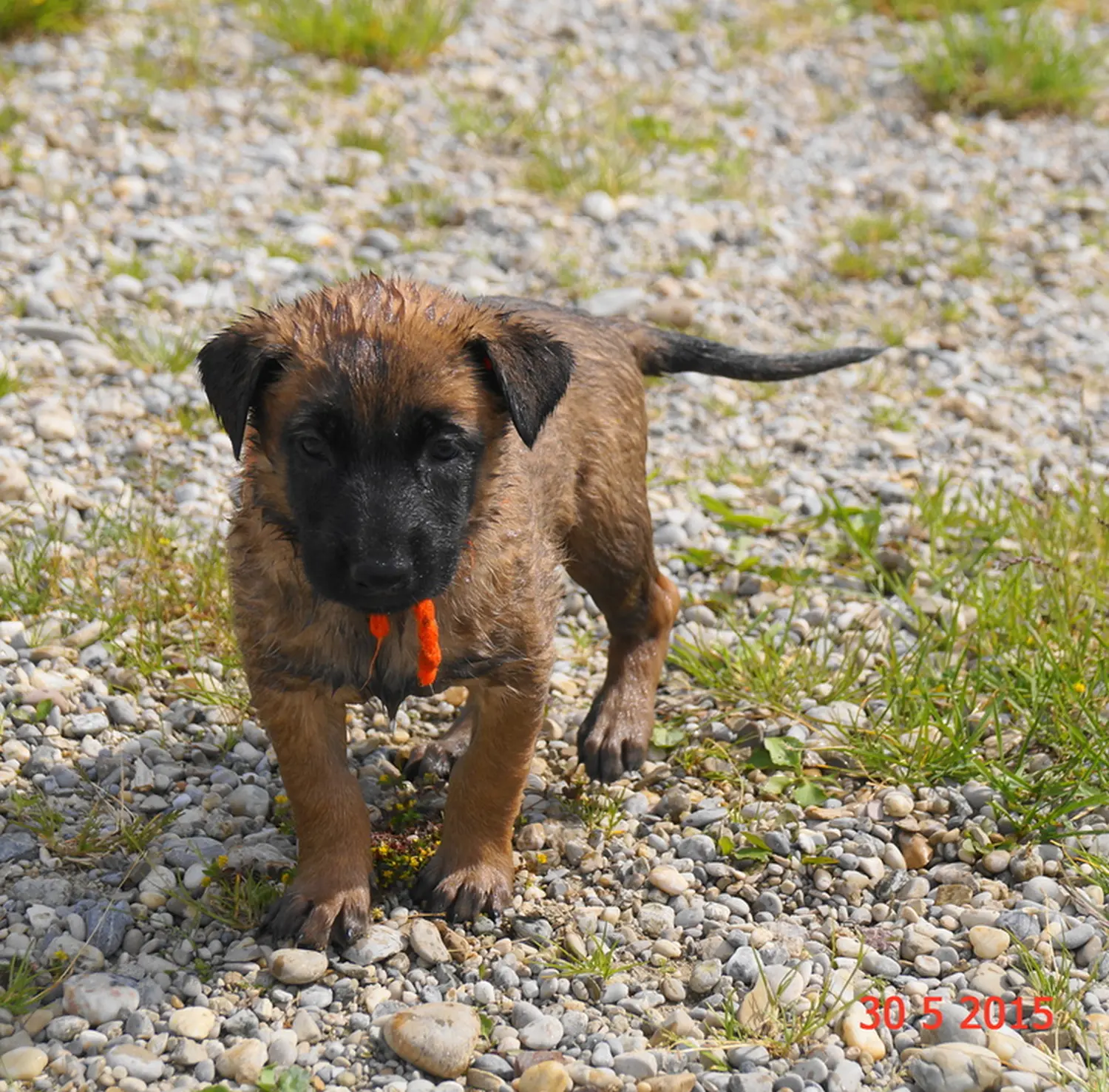 Welpe Stormcaller´s Workingdogs