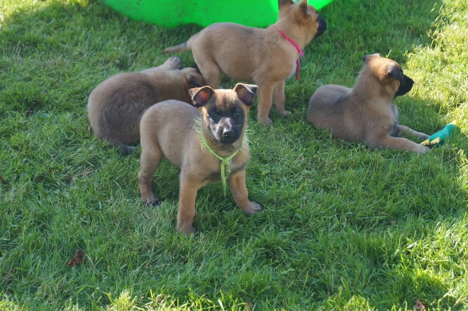 Welpe Stormcaller´s Workingdogs