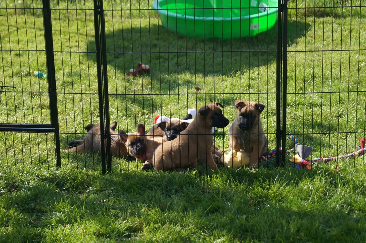 Welpe Stormcaller´s Workingdogs