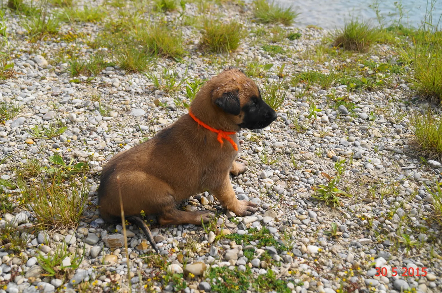 Welpe Stormcaller´s Workingdogs