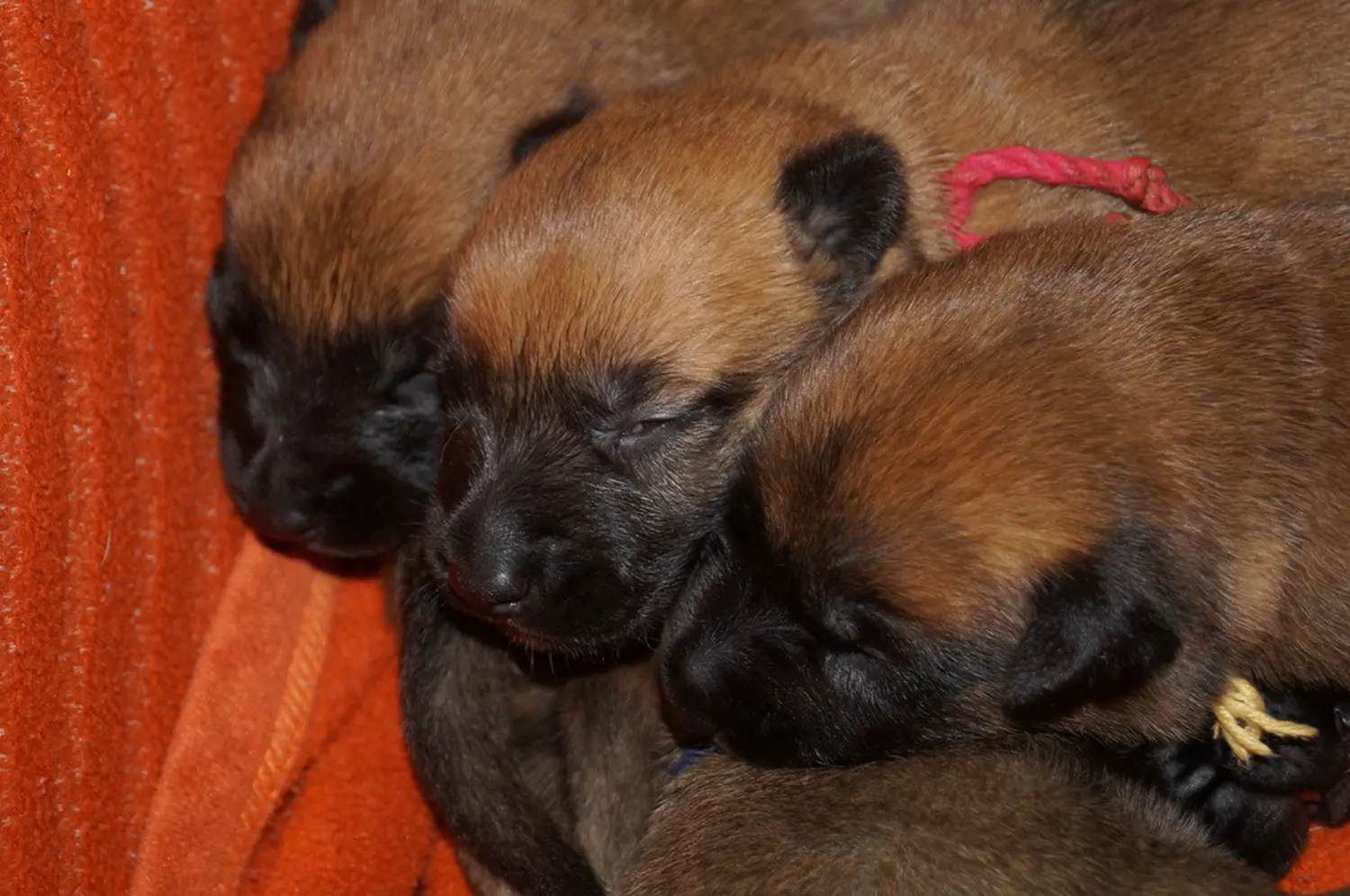 Welpe Stormcaller´s Workingdogs