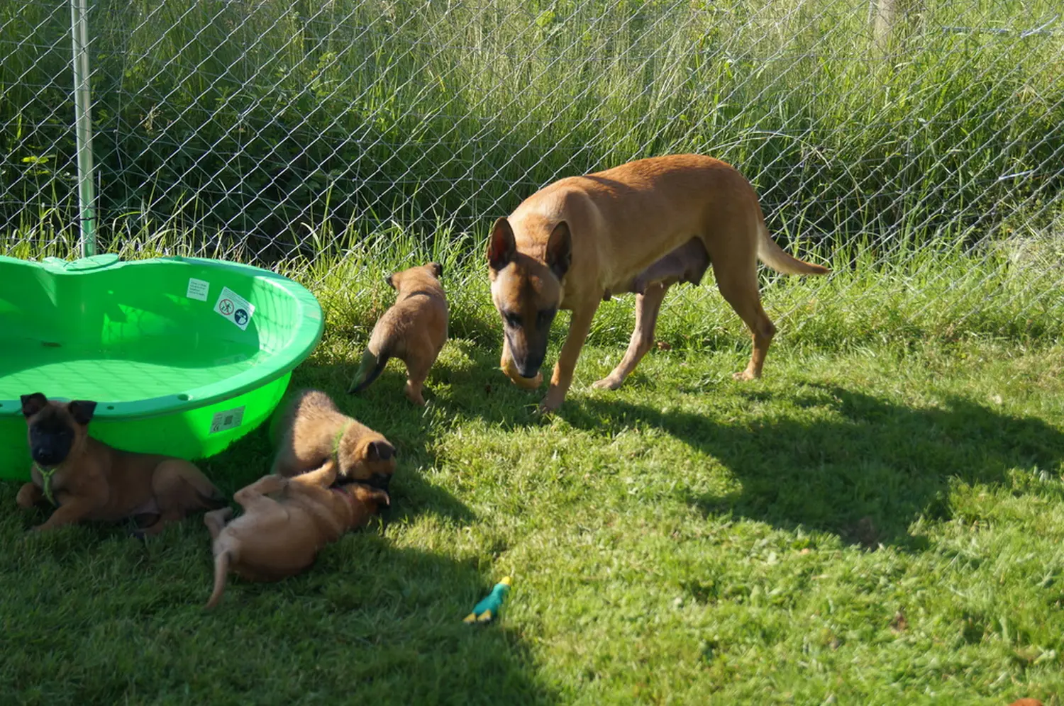 Welpe Stormcaller´s Workingdogs
