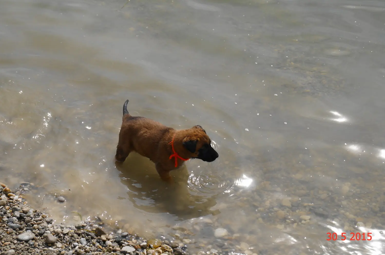 Welpe Stormcaller´s Workingdogs