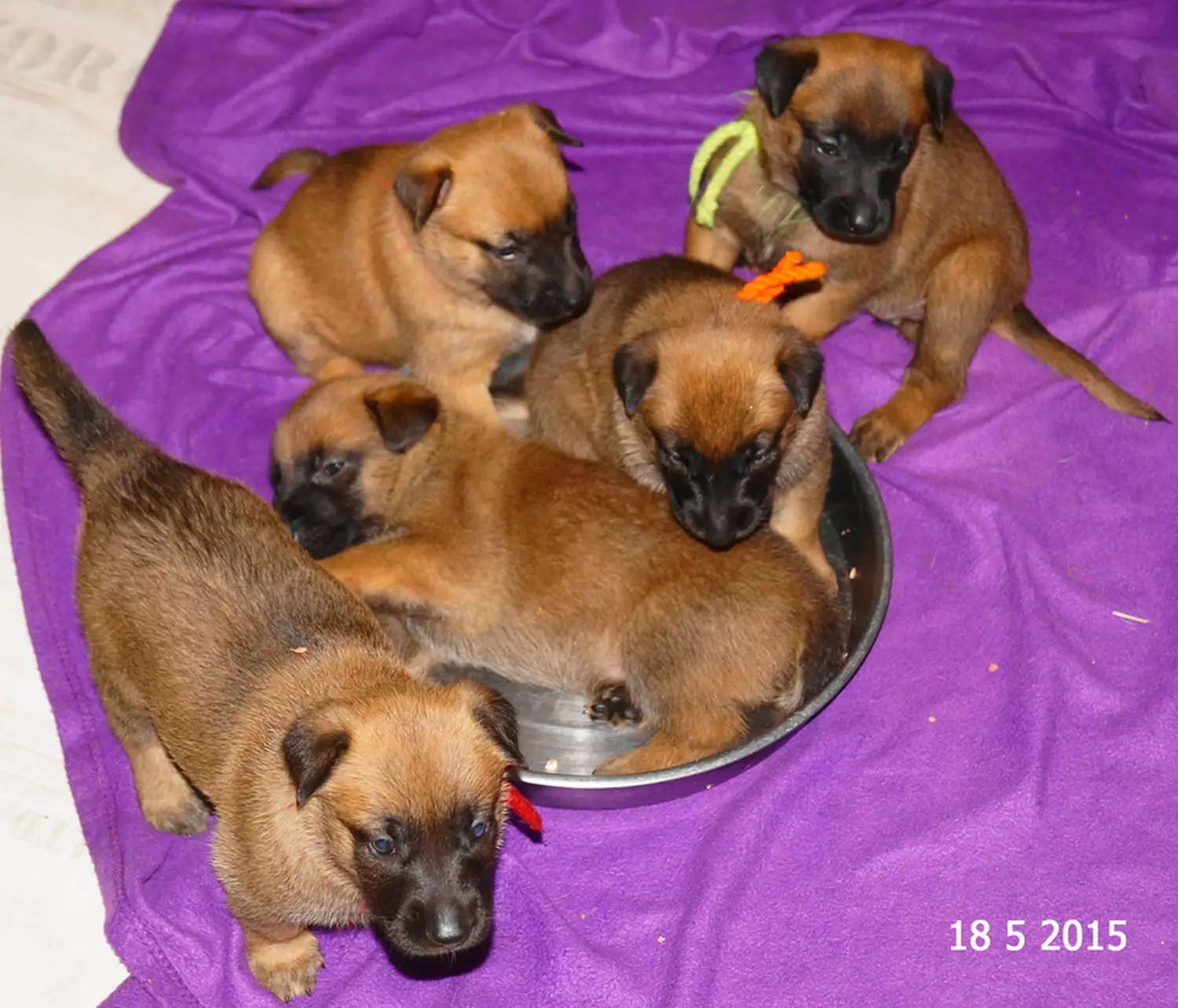 Welpe Stormcaller´s Workingdogs