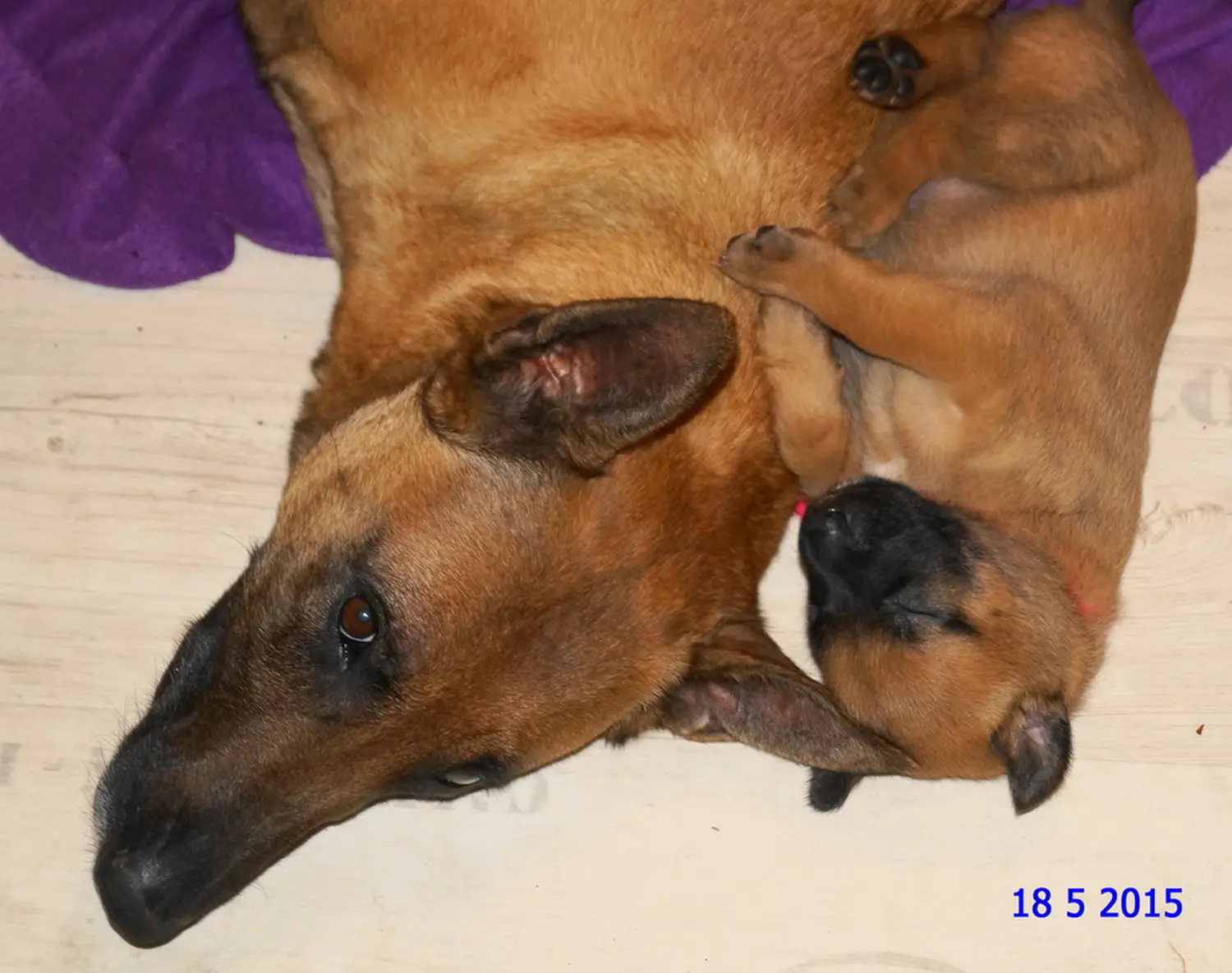 Welpe Stormcaller´s Workingdogs