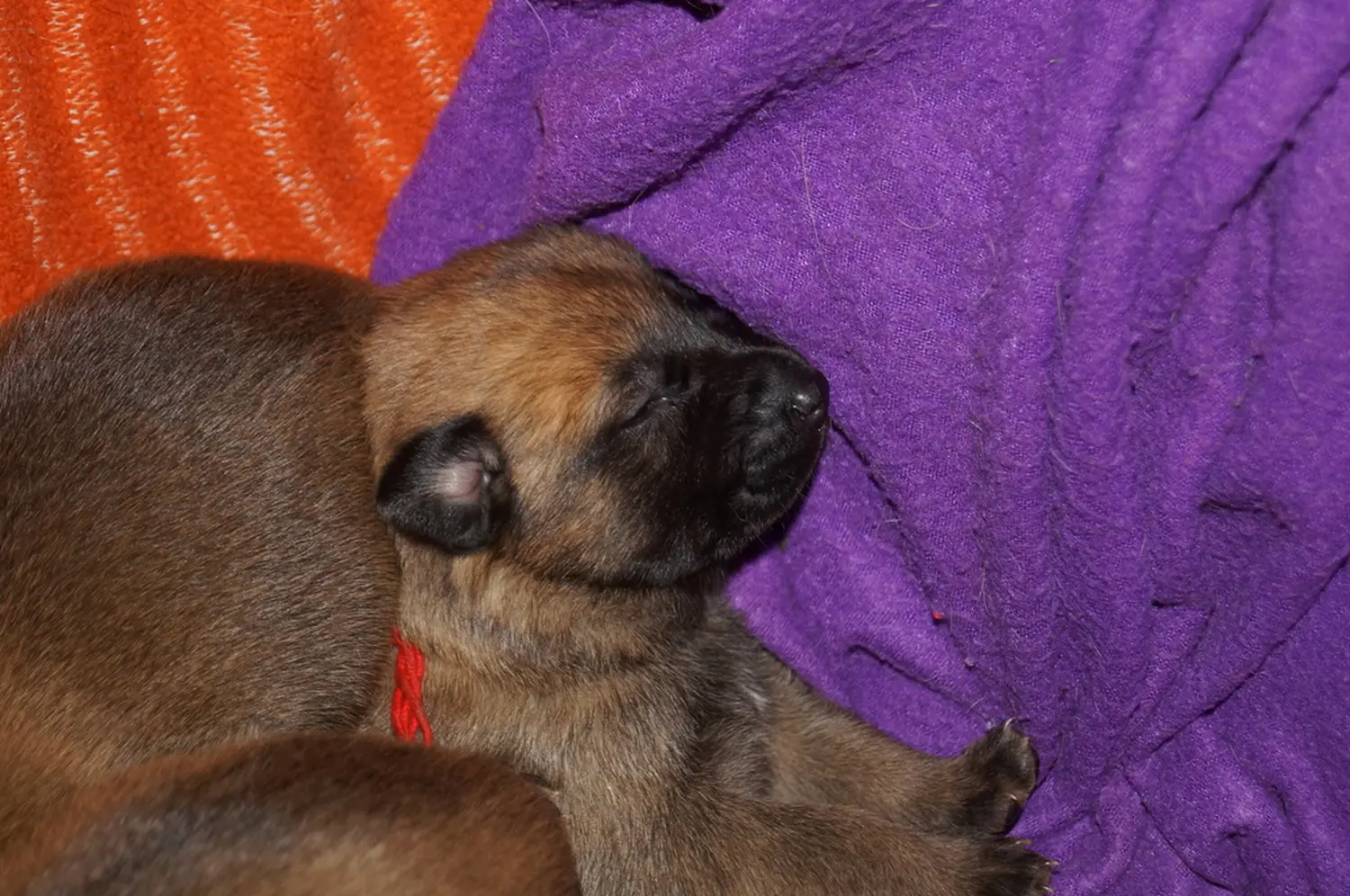 Welpe Stormcaller´s Workingdogs