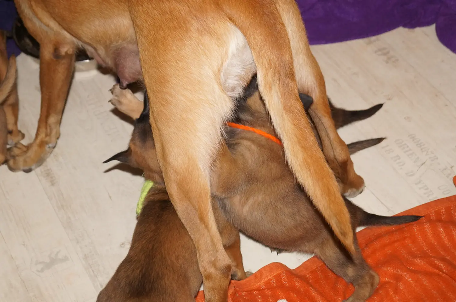 Welpe Stormcaller´s Workingdogs