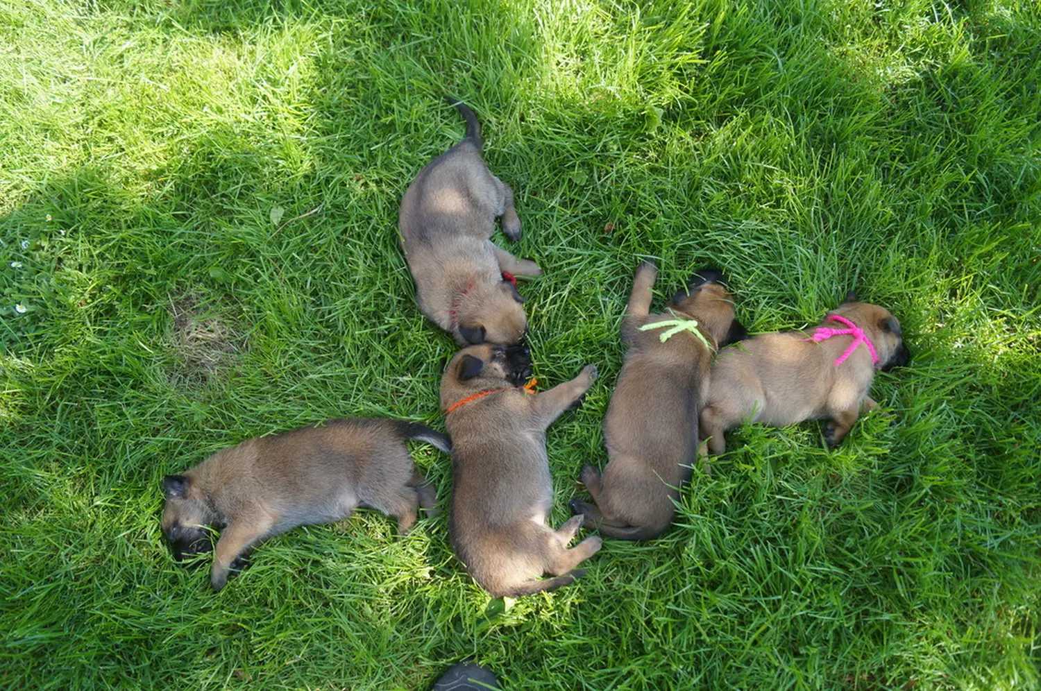 Welpe Stormcaller´s Workingdogs