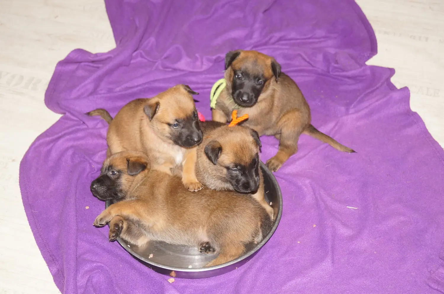 Welpe Stormcaller´s Workingdogs