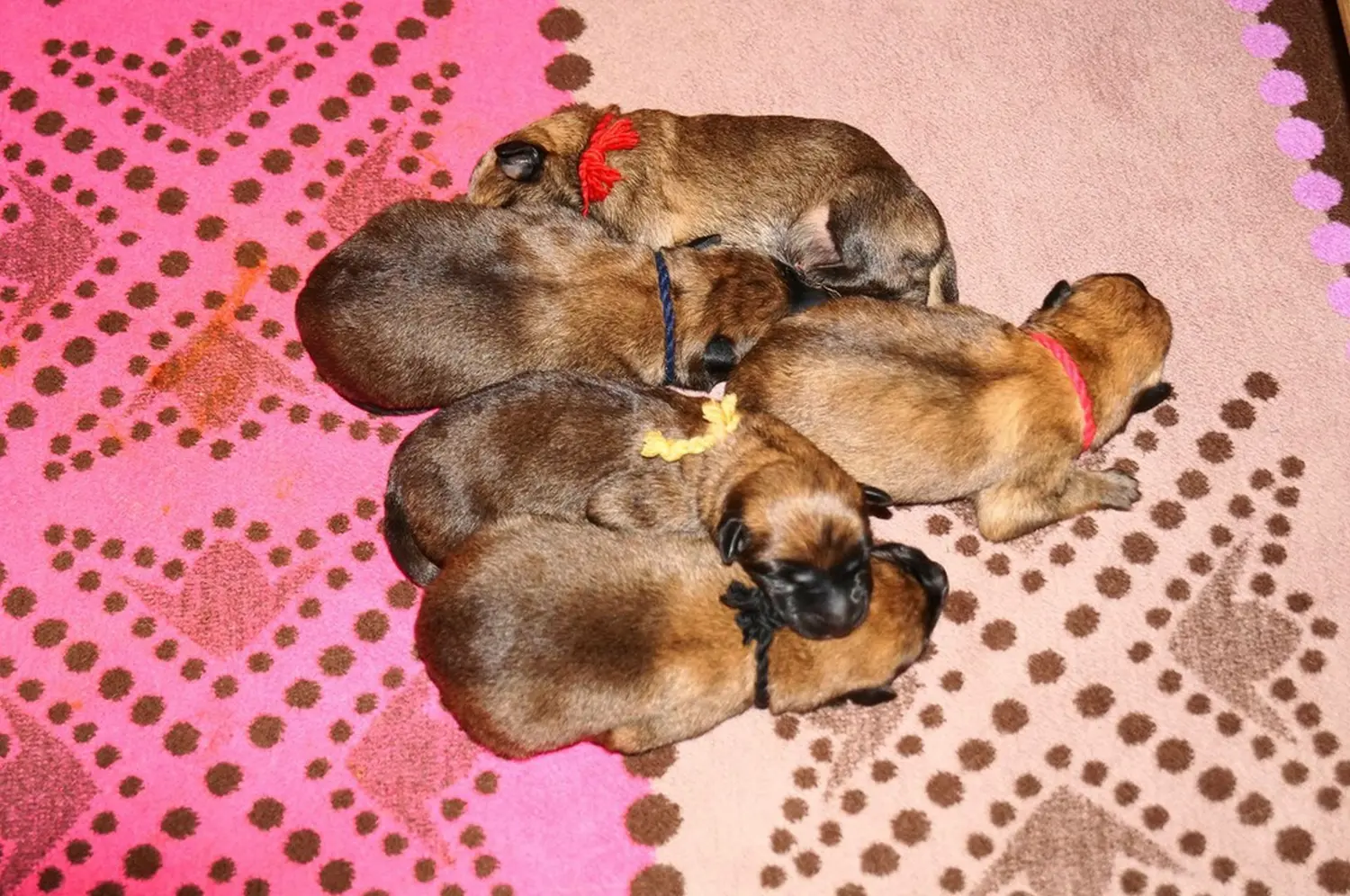 Welpe Stormcaller´s Workingdogs