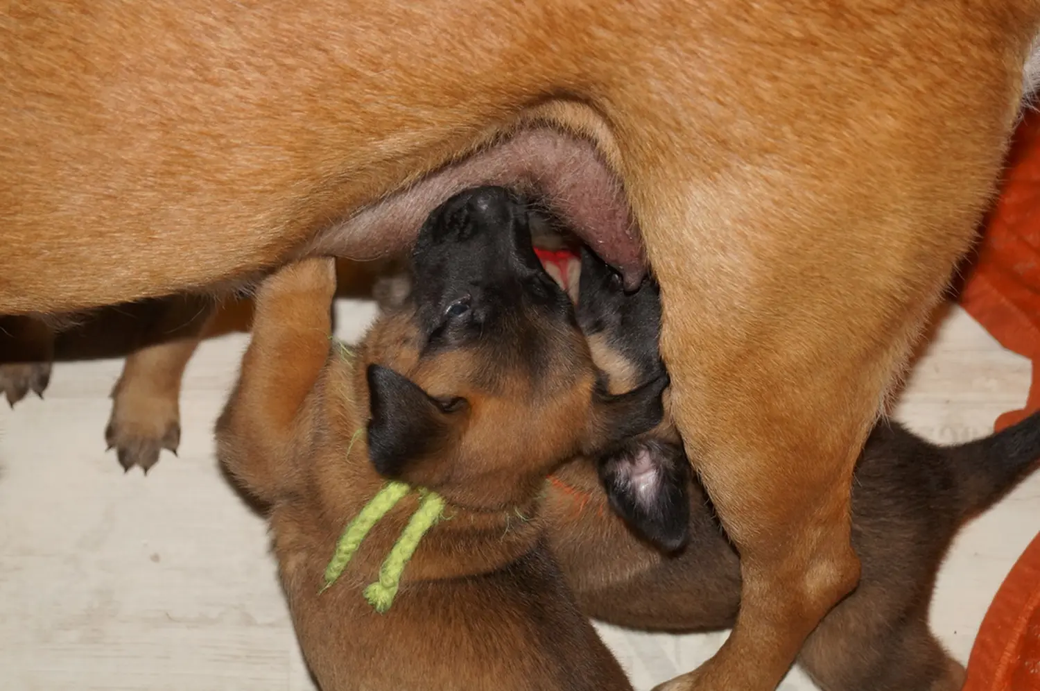 Welpe Stormcaller´s Workingdogs