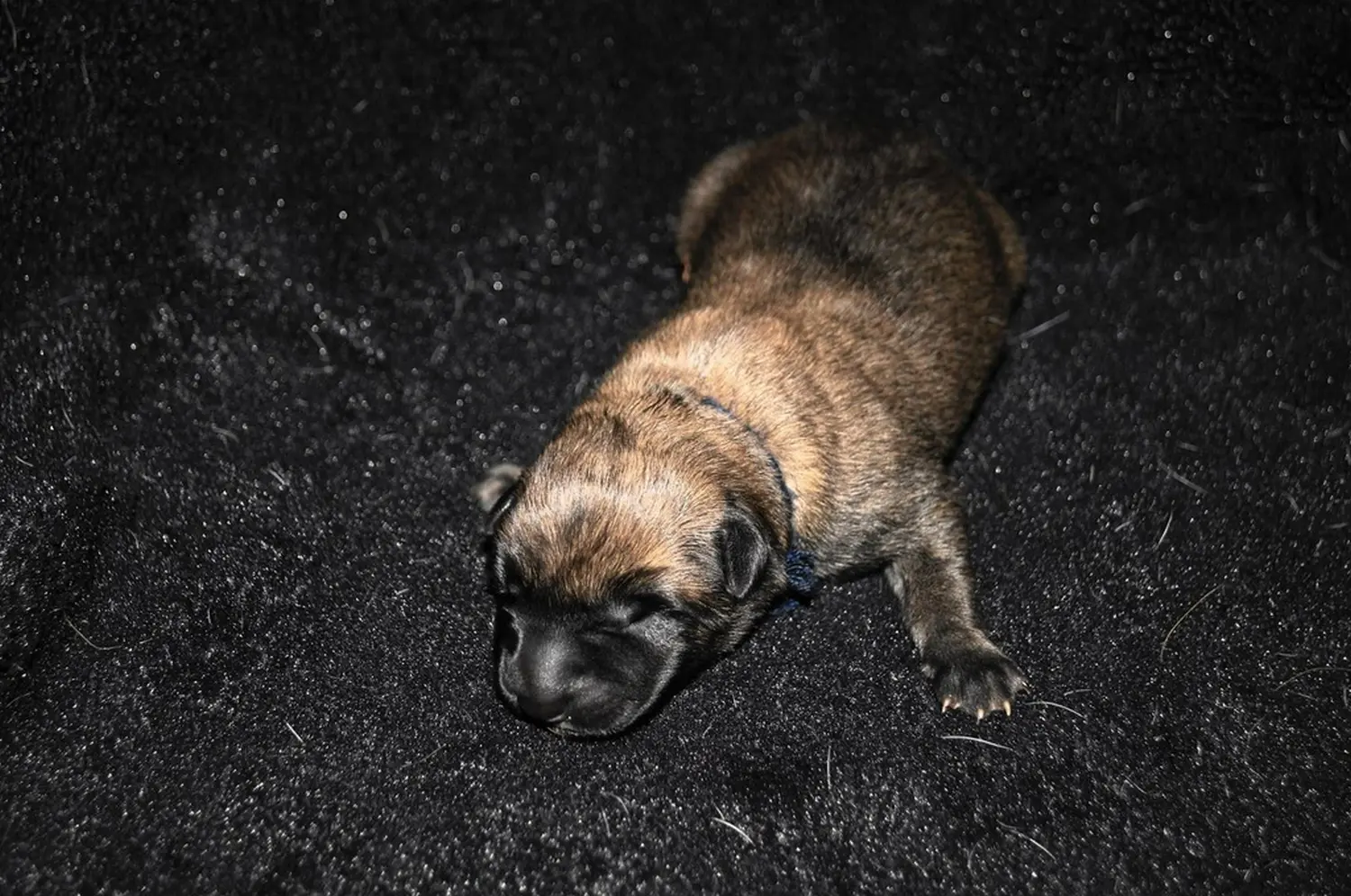 Welpe Stormcaller´s Workingdogs