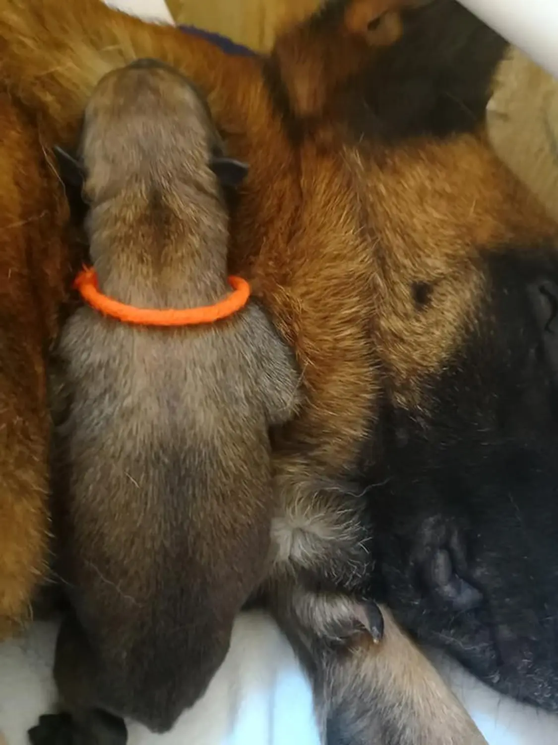 Welpen Stormcaller´s Workingdogs
