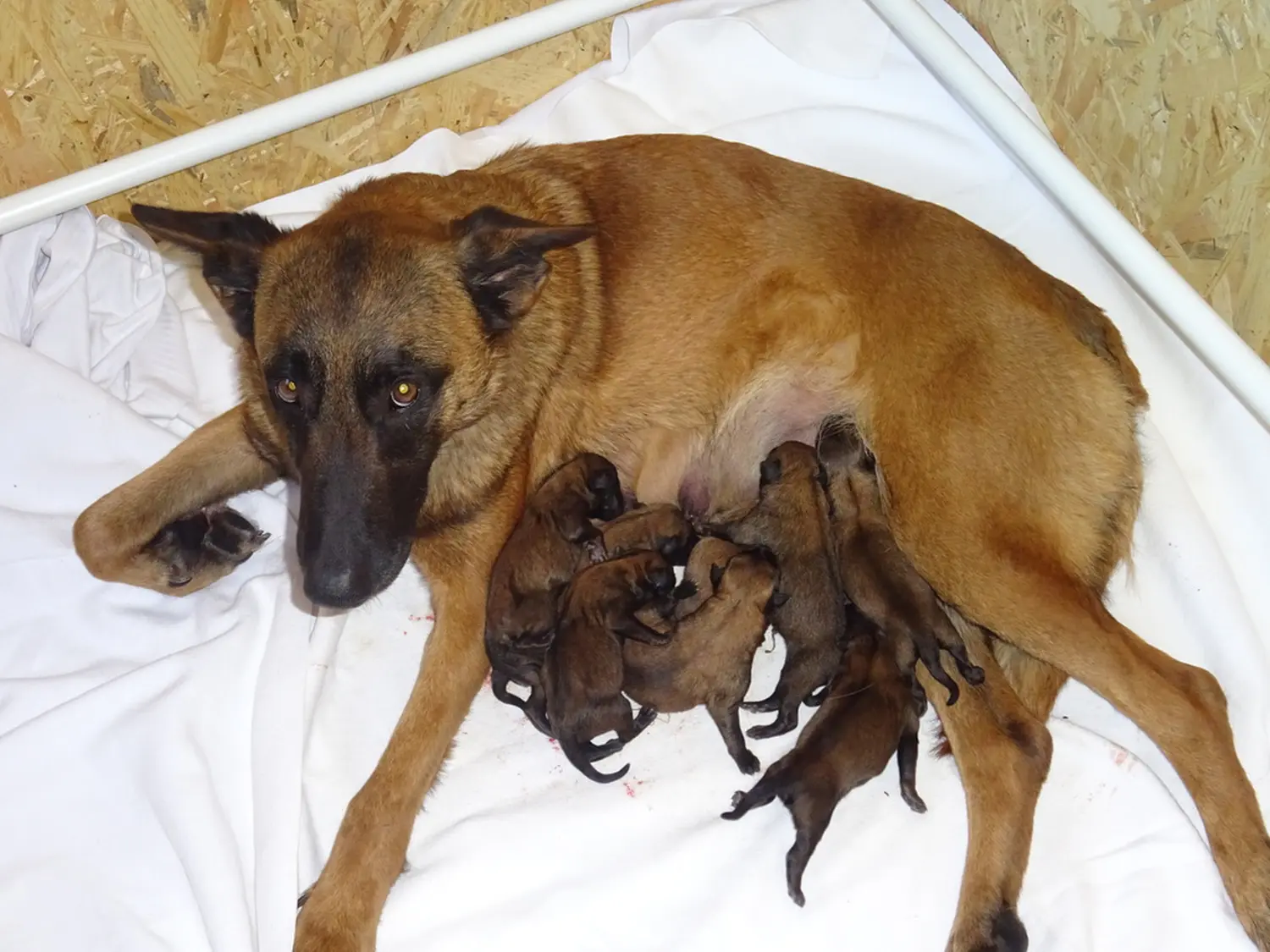 Welpen Stormcaller´s Workingdogs