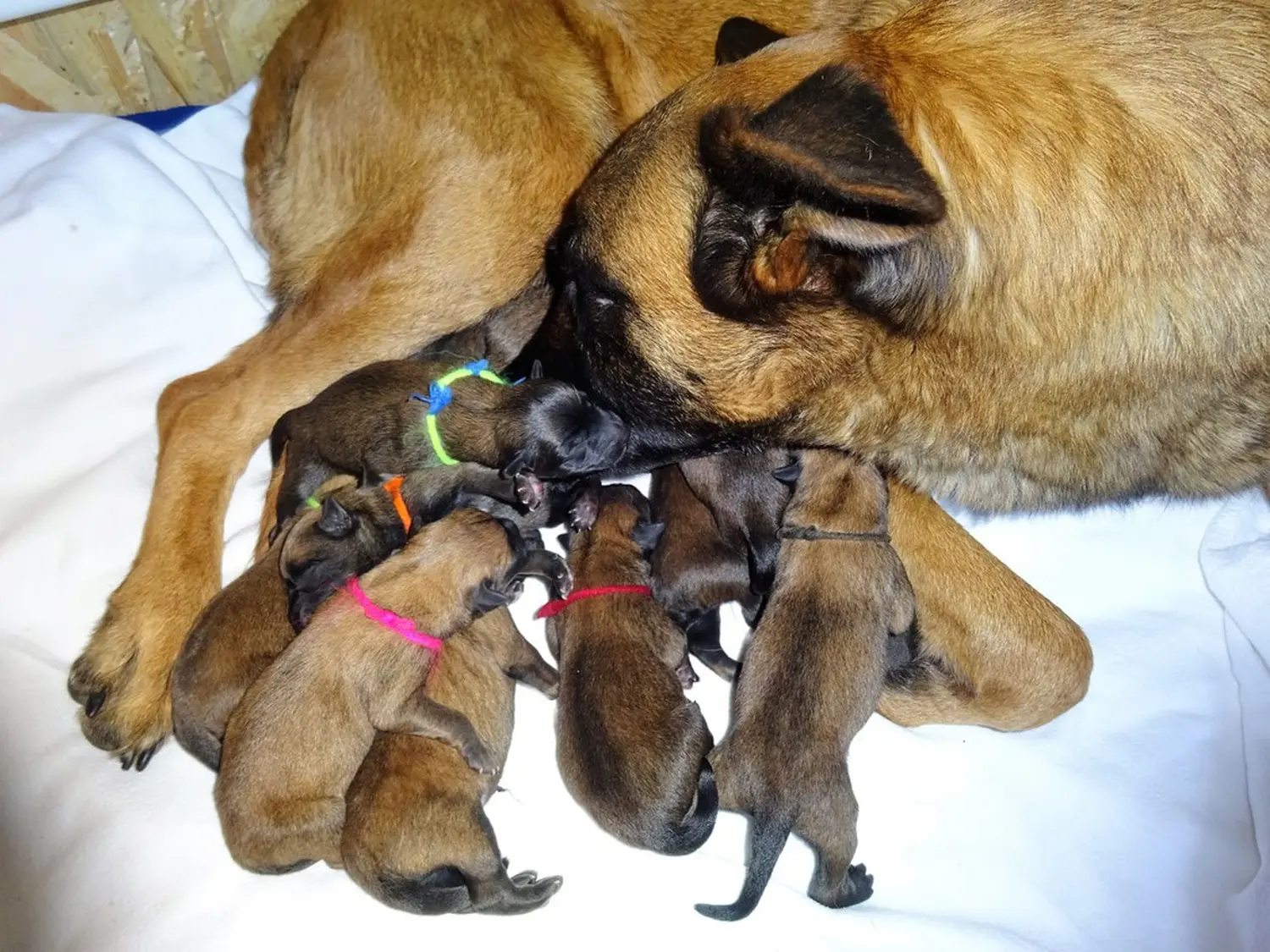 Welpen Stormcaller´s Workingdogs