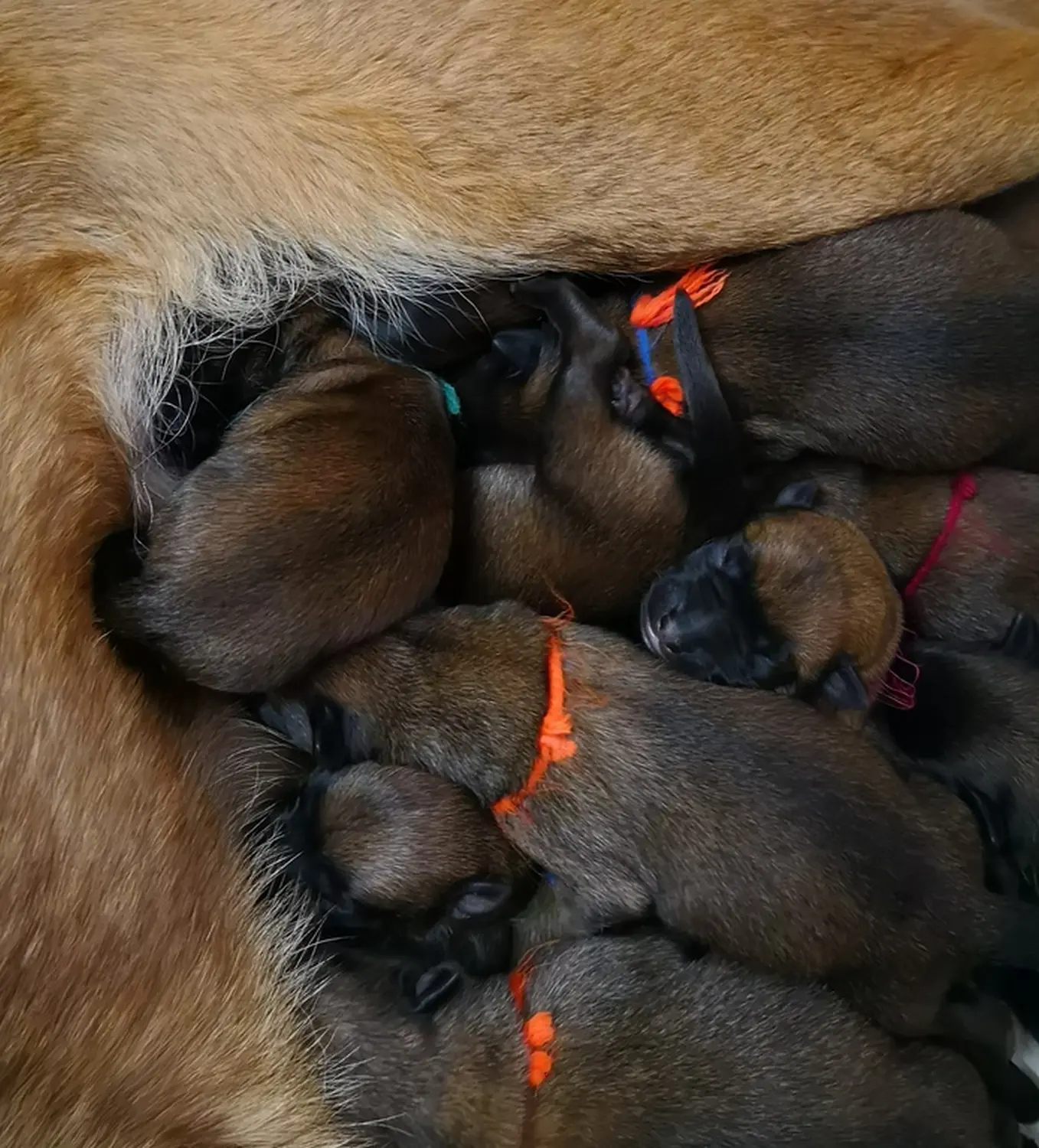 Welpen Stormcaller´s Workingdogs