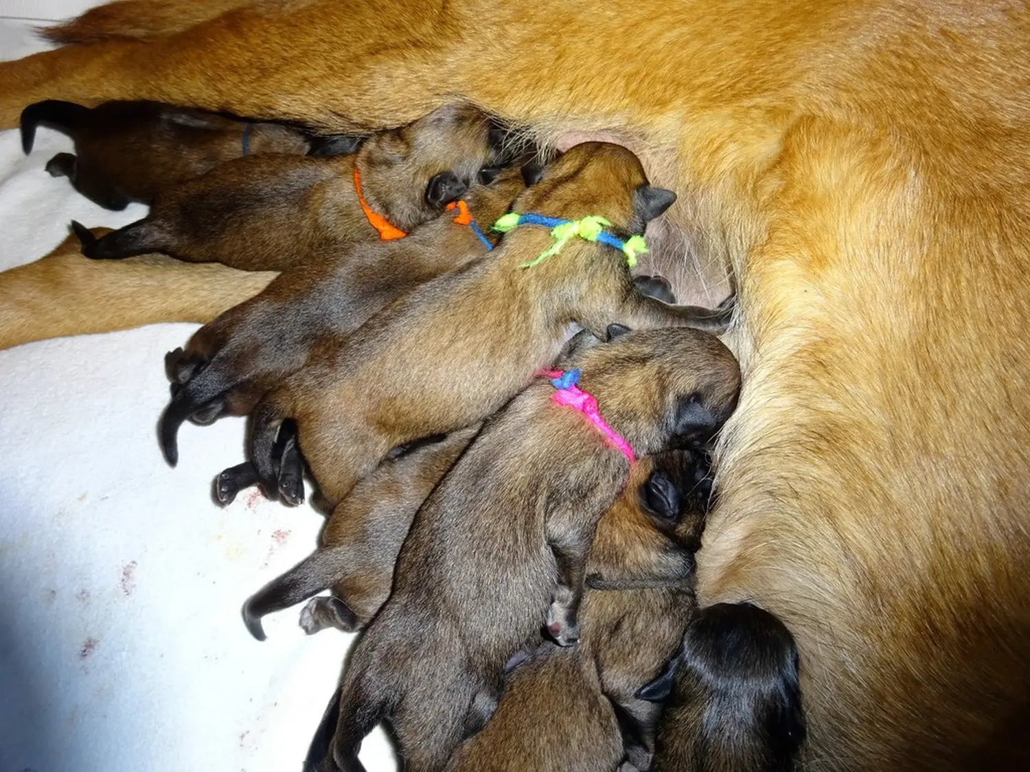 Welpen Stormcaller´s Workingdogs