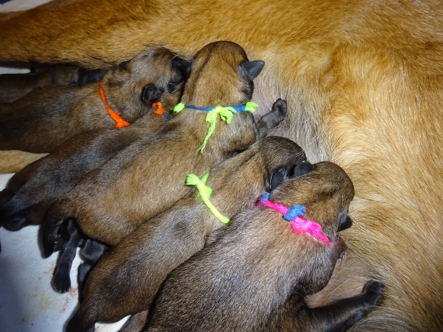 Welpen Stormcaller´s Workingdogs