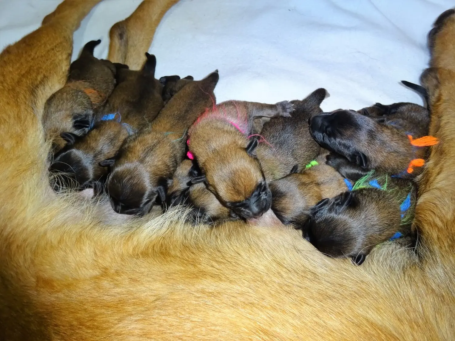 Welpen Stormcaller´s Workingdogs