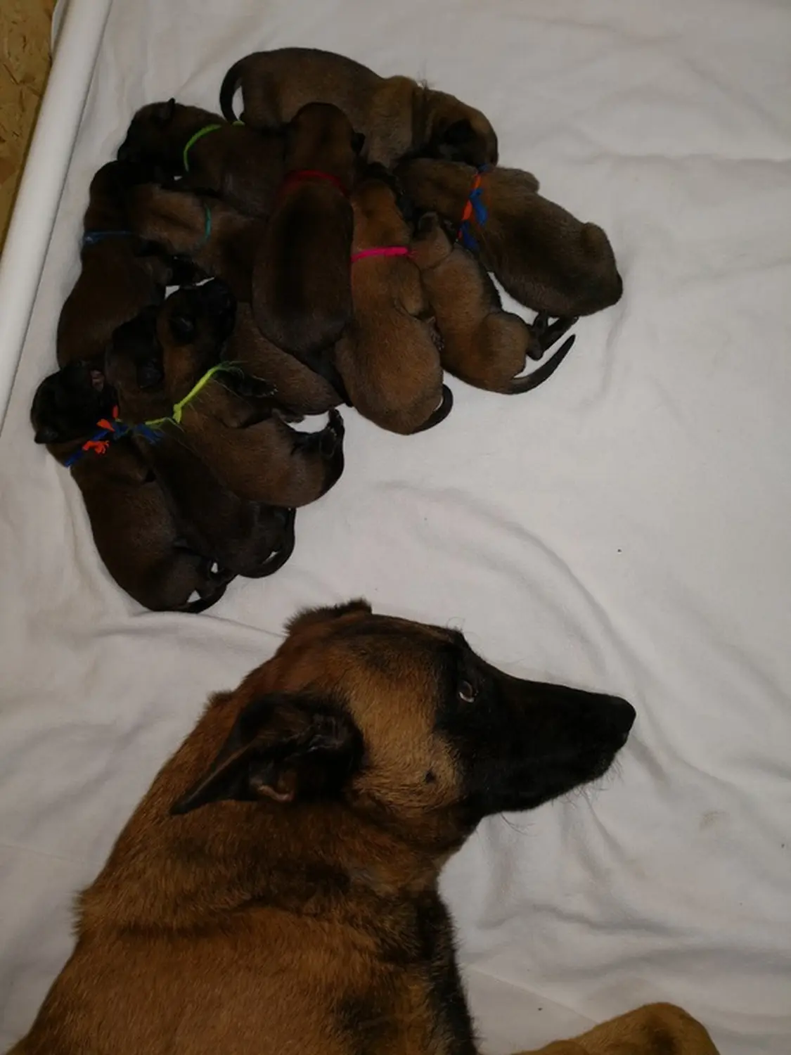 Welpen Stormcaller´s Workingdogs