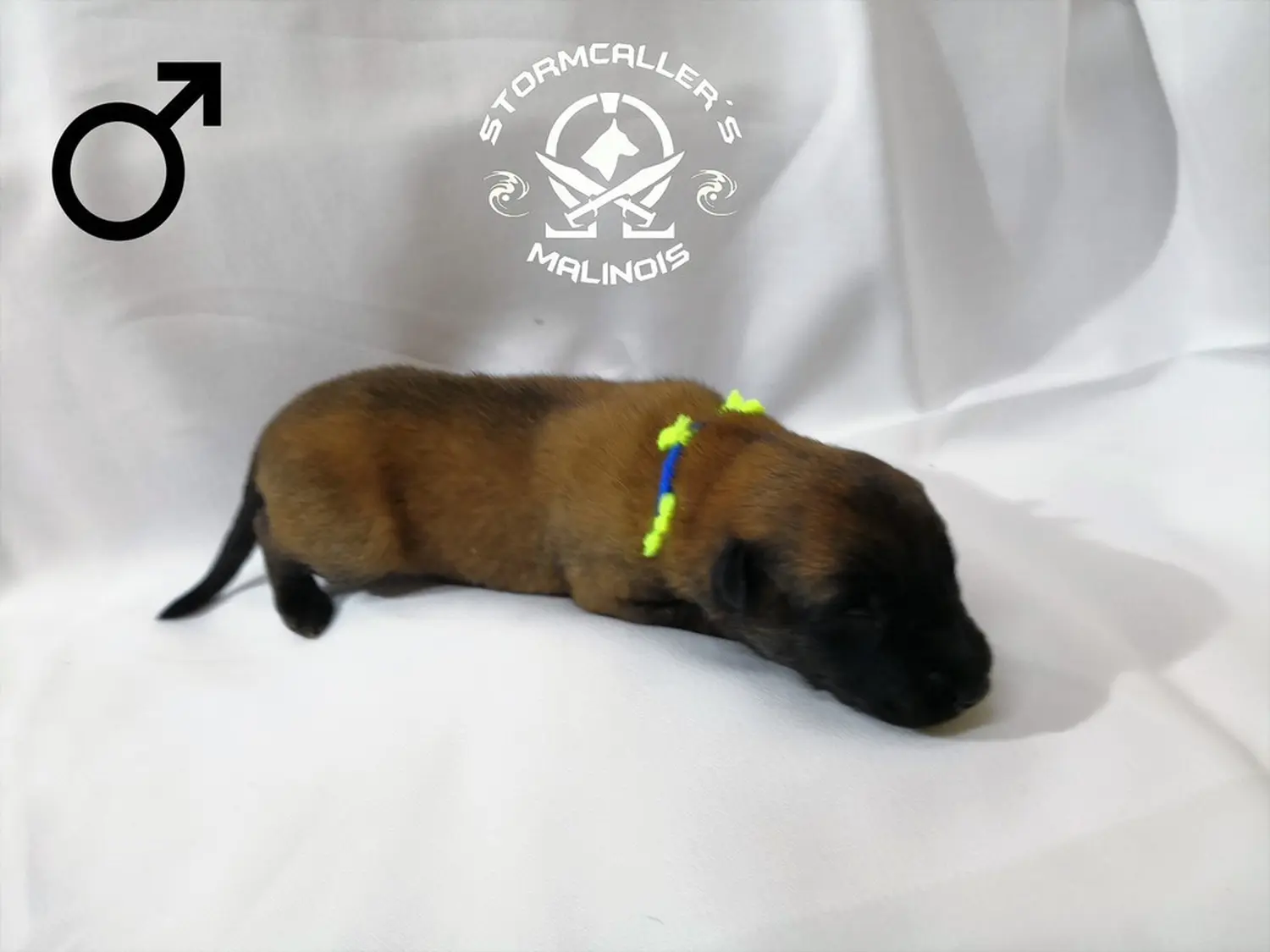 Welpe Stormcaller´s Workingdogs