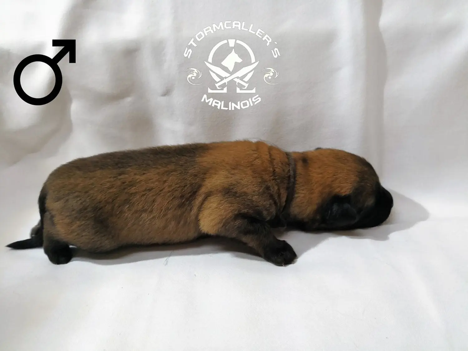 Welpe Stormcaller´s Workingdogs