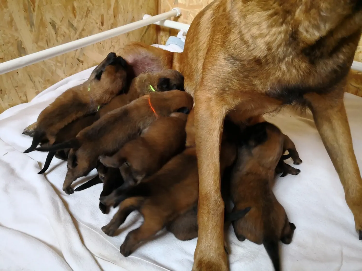 Welpen Stormcaller´s Workingdogs