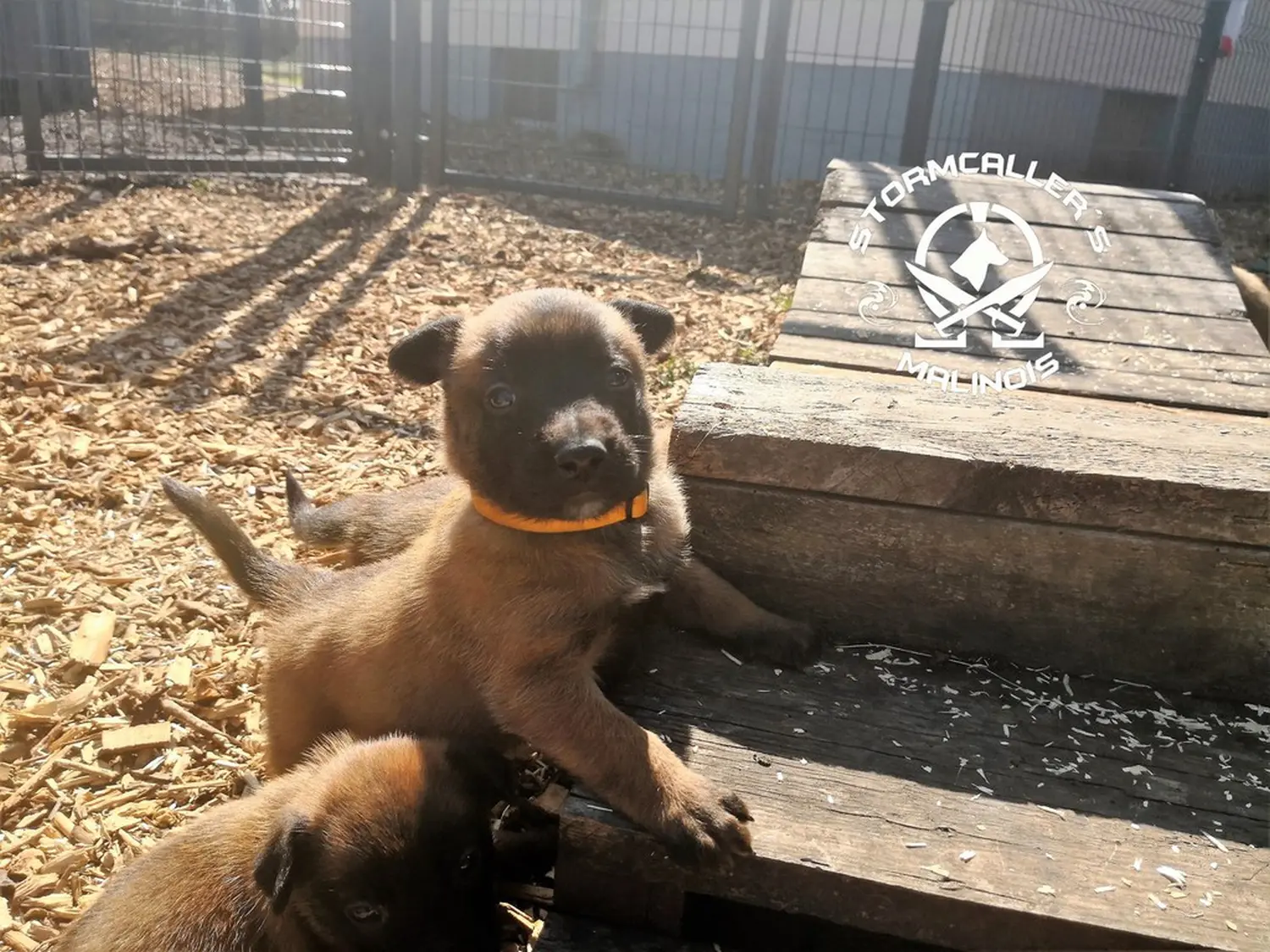 Welpe Stormcaller´s Workingdogs