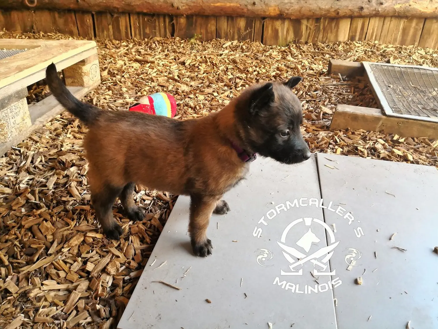 Welpe Stormcaller´s Workingdogs