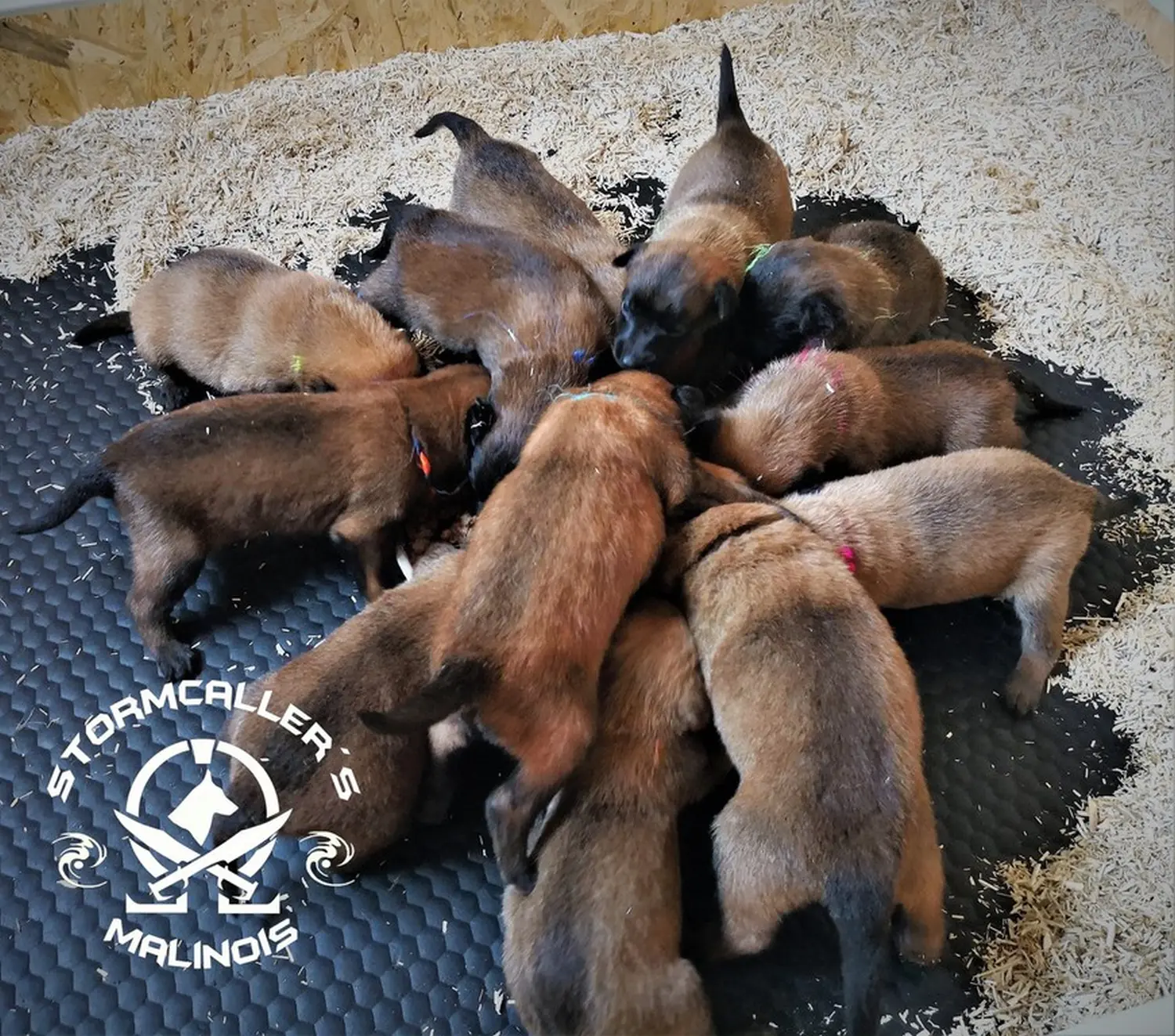 Welpen Stormcaller´s Workingdogs