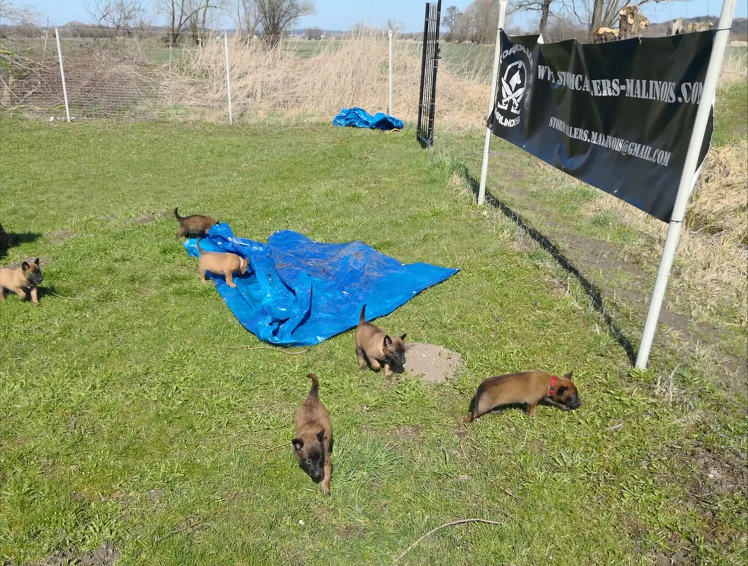 Welpen Stormcaller´s Workingdogs