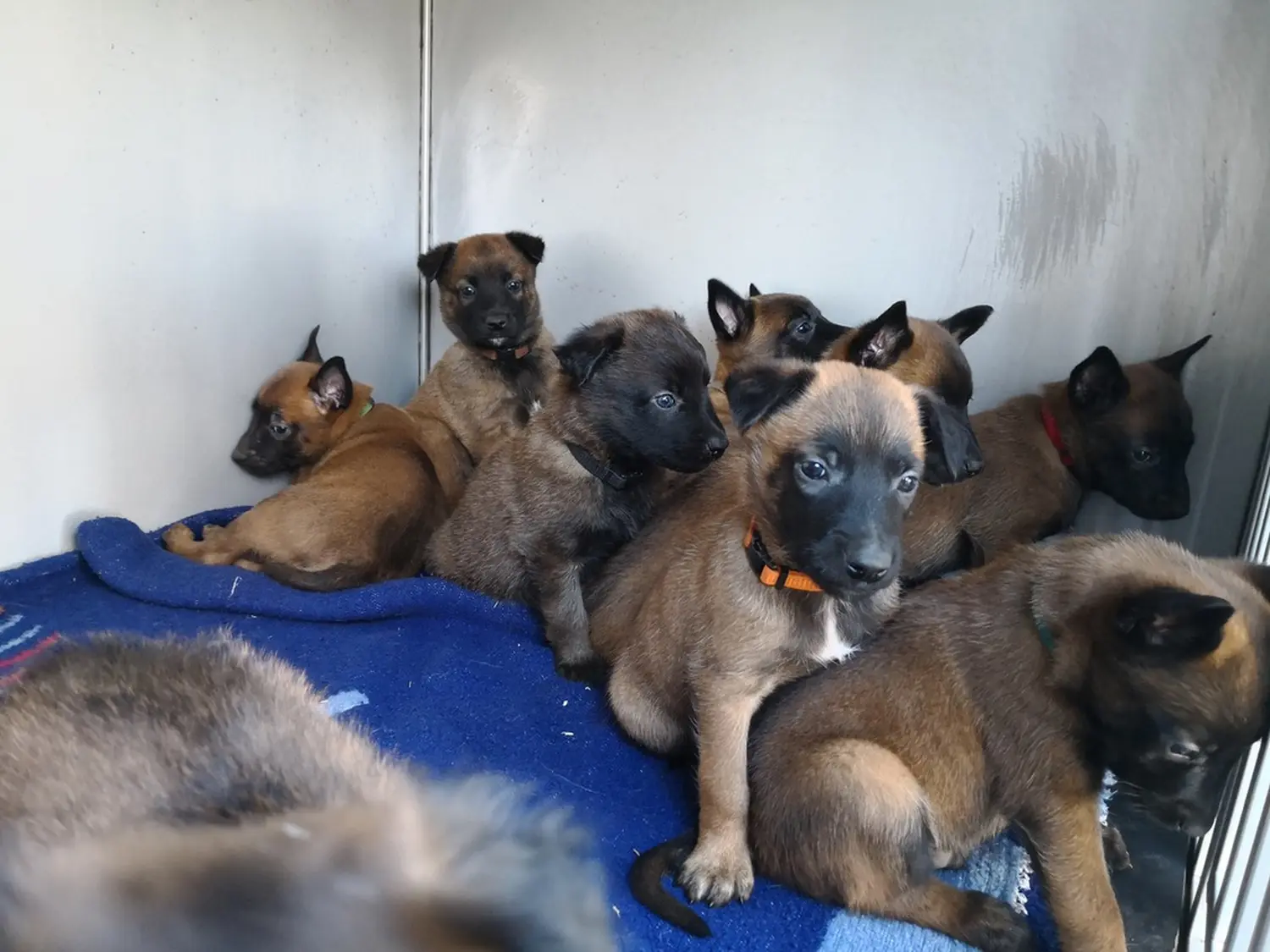Welpen Stormcaller´s Workingdogs