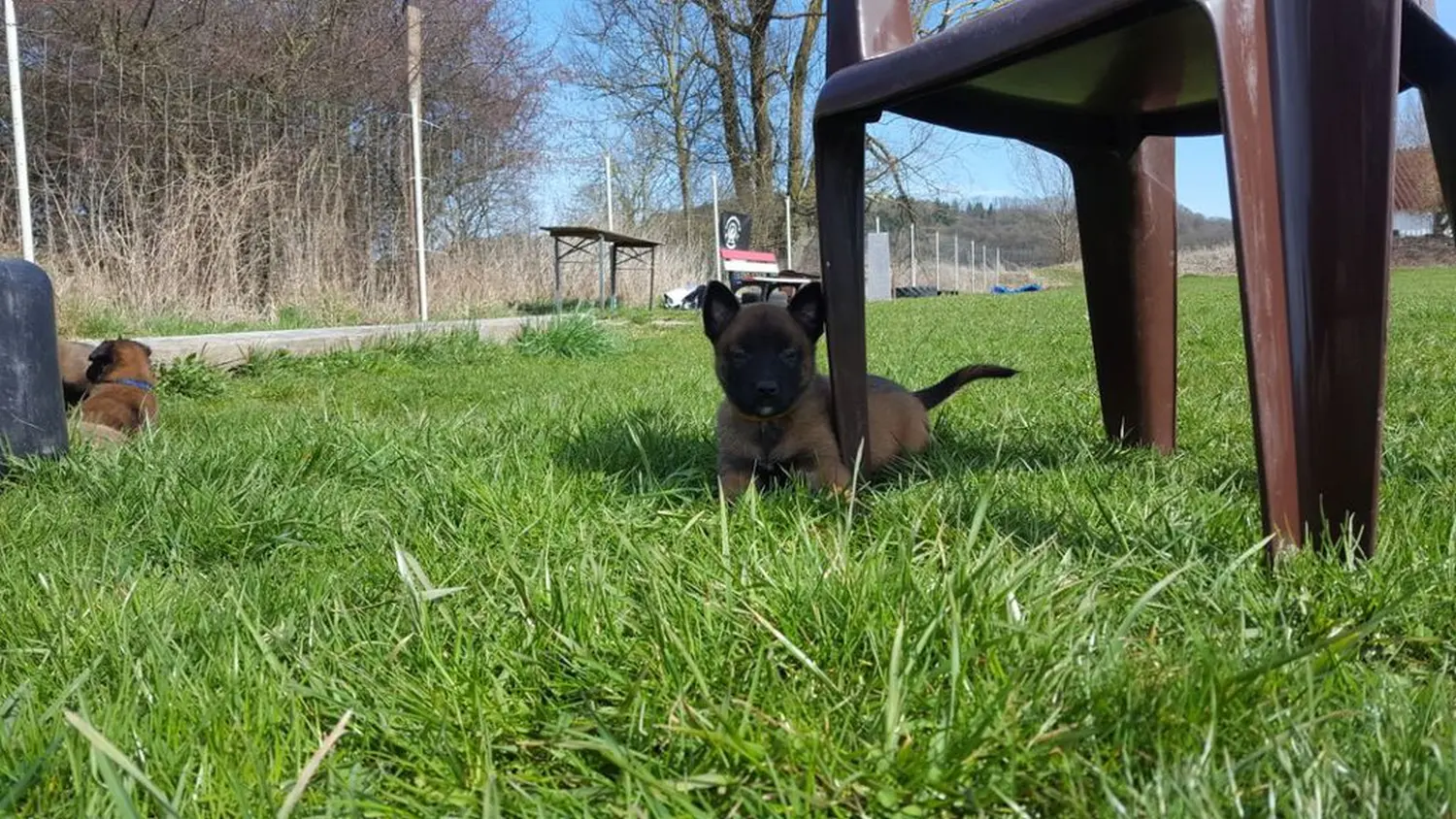 Welpe Stormcaller´s Workingdogs