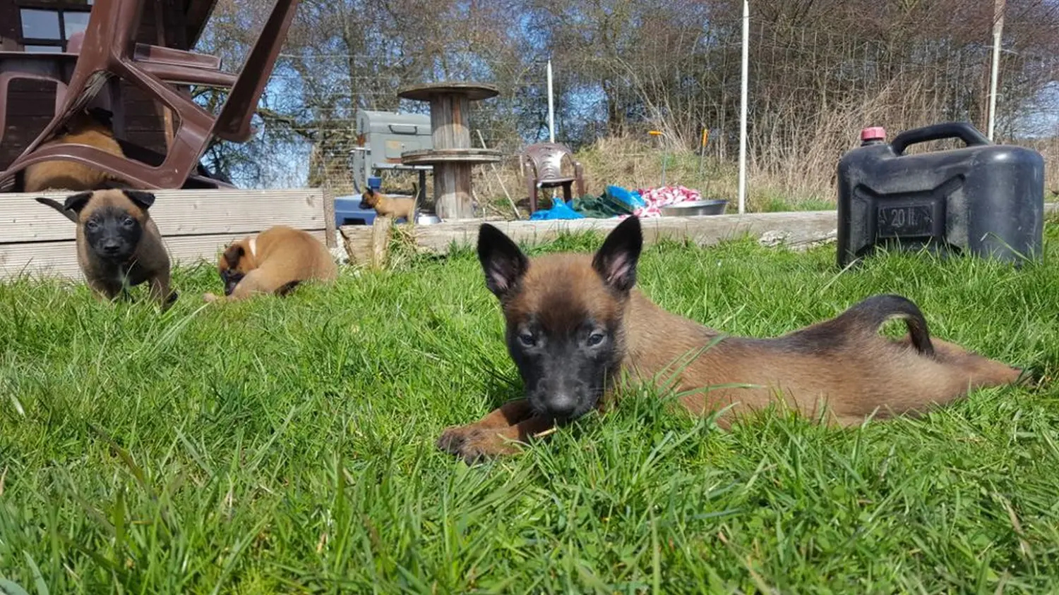 Welpen Stormcaller´s Workingdogs