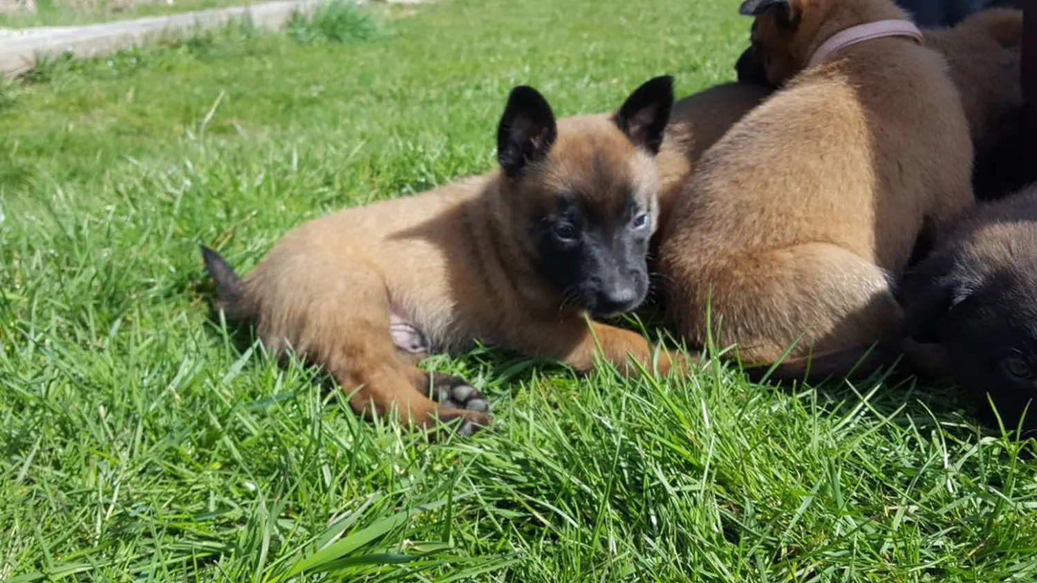 Welpen Stormcaller´s Workingdogs