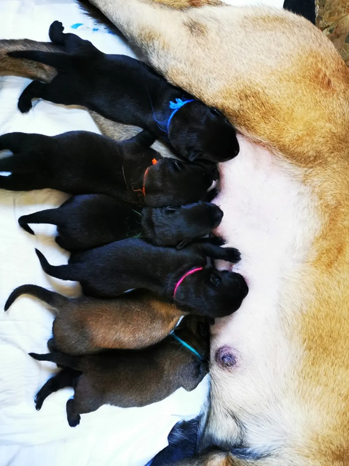 Welpe Stormcaller´s Workingdogs