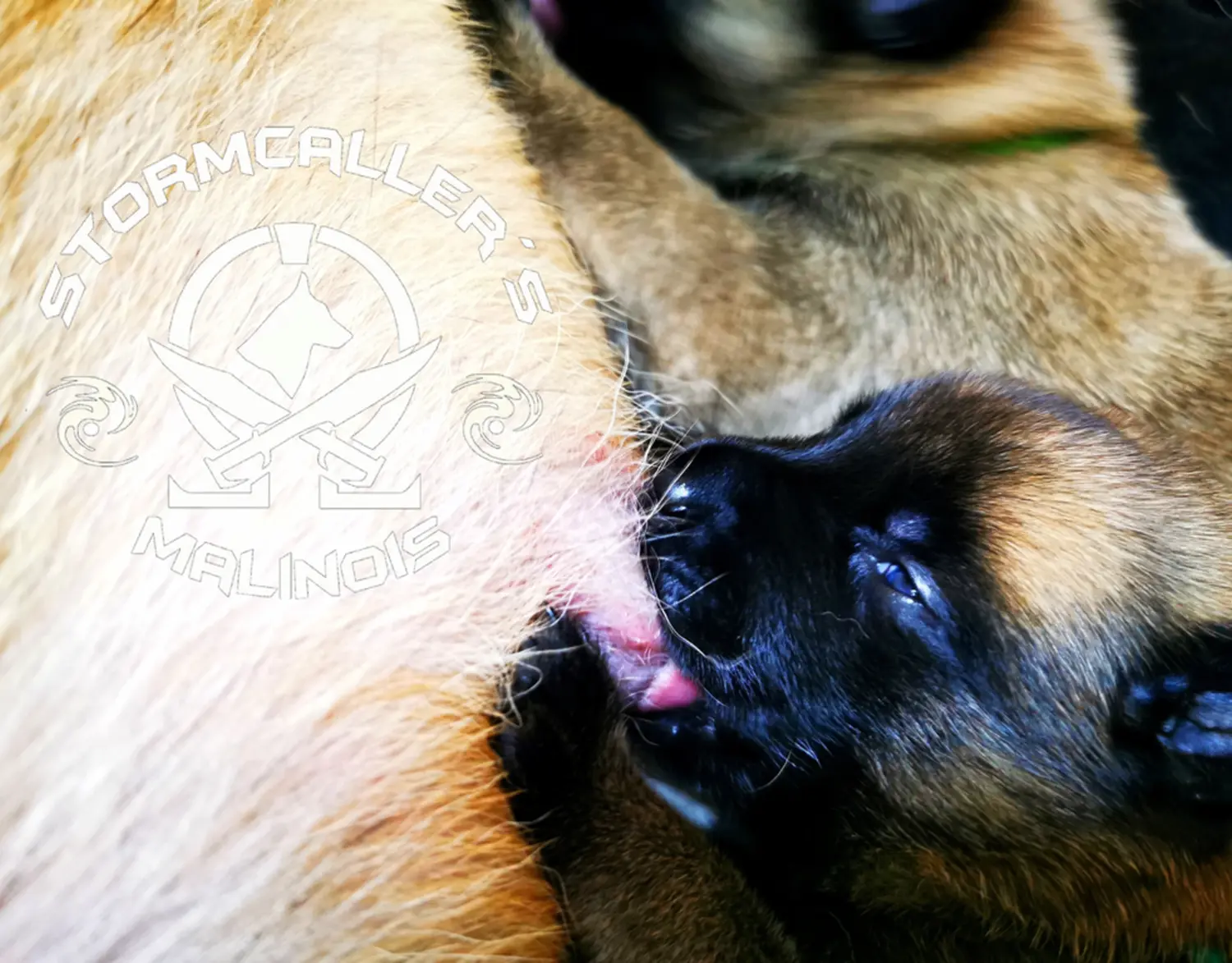 Welpe Stormcaller´s Workingdogs