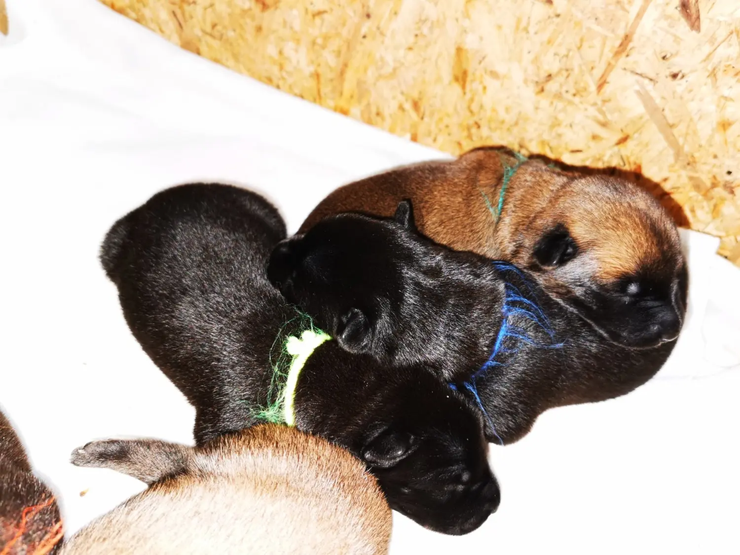 Welpe Stormcaller´s Workingdogs