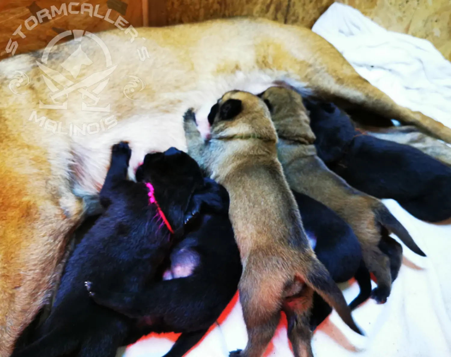 Welpe Stormcaller´s Workingdogs