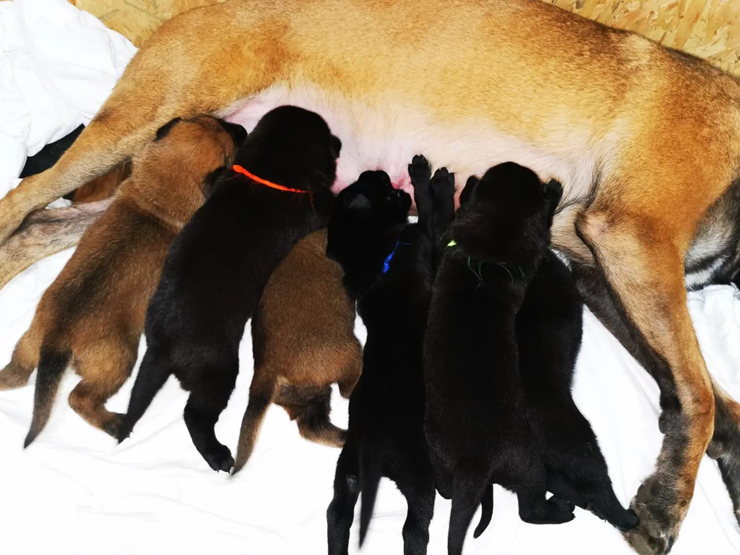 Welpe Stormcaller´s Workingdogs