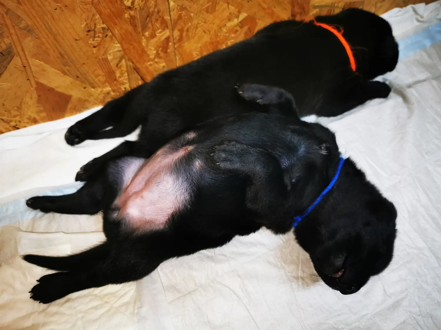 Welpe Stormcaller´s Workingdogs
