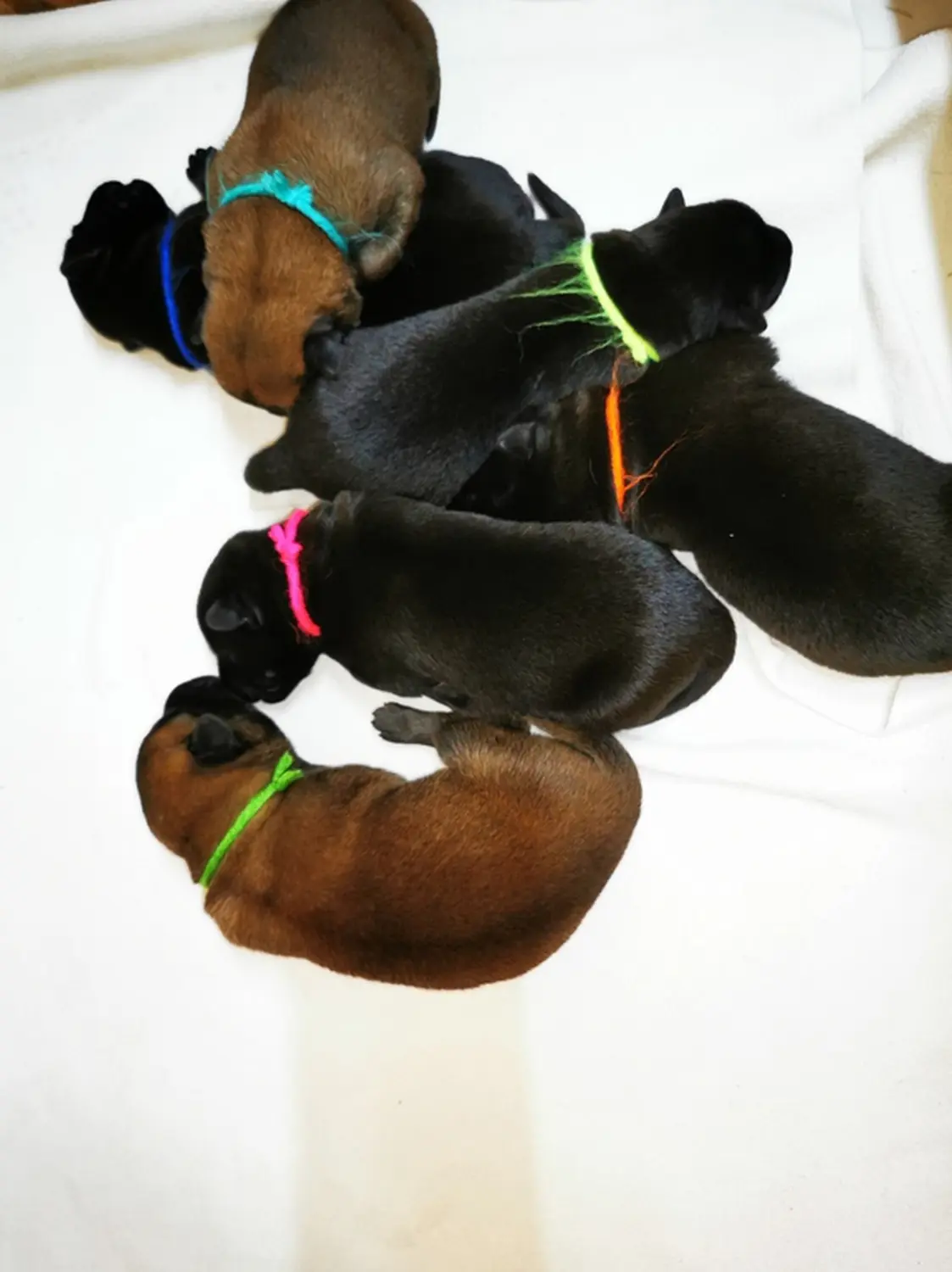 Welpe Stormcaller´s Workingdogs